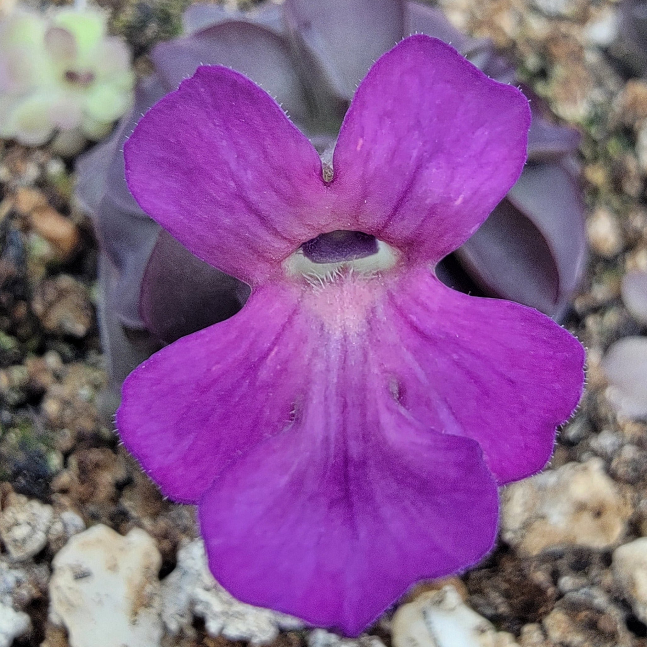 Pinguicula laueana "Tangerine" x cyclosecta -Butterworts -Rainbow Carnivorous Plants LLC