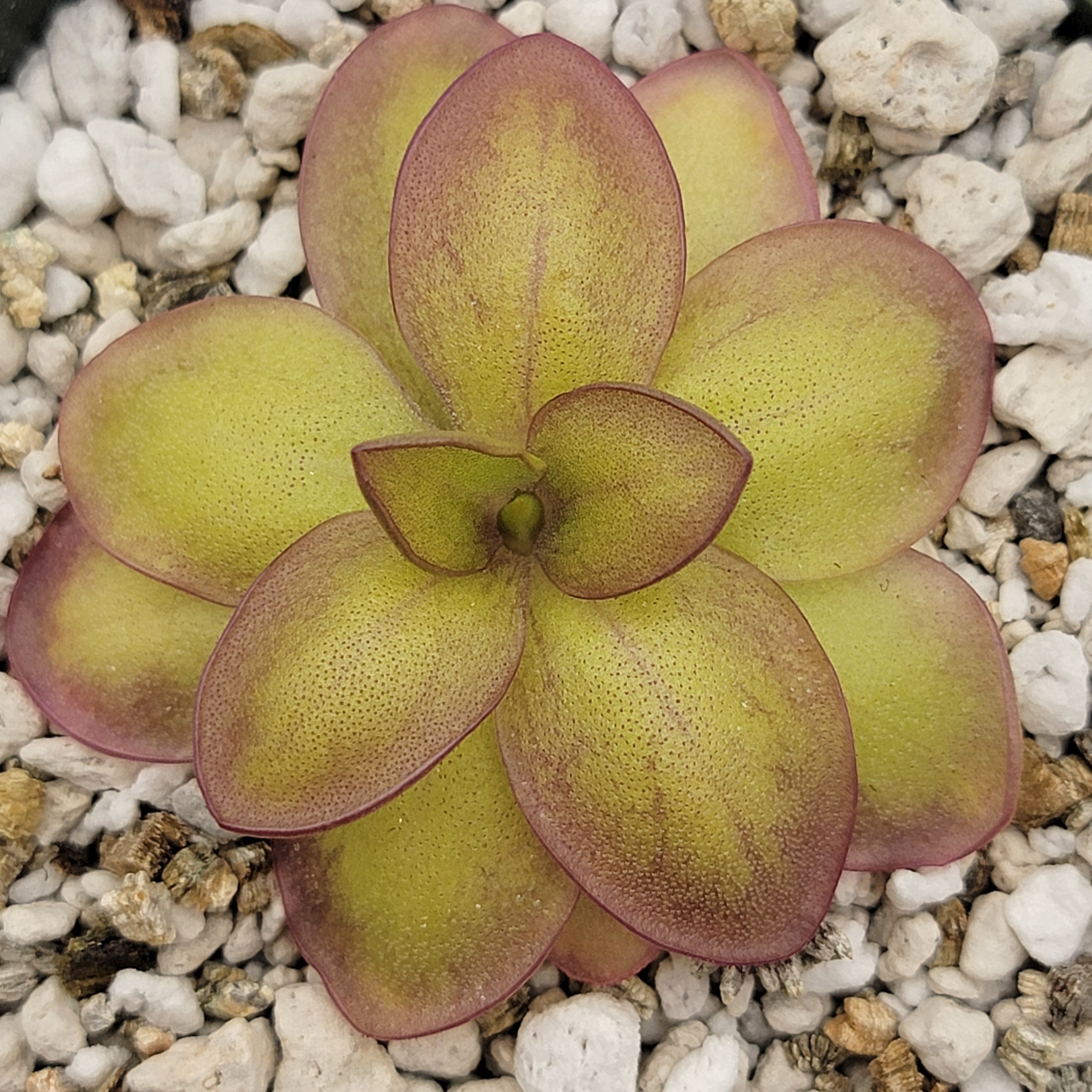 Pinguicula laueana {narrow flower} -Butterworts -Rainbow Carnivorous Plants LLC