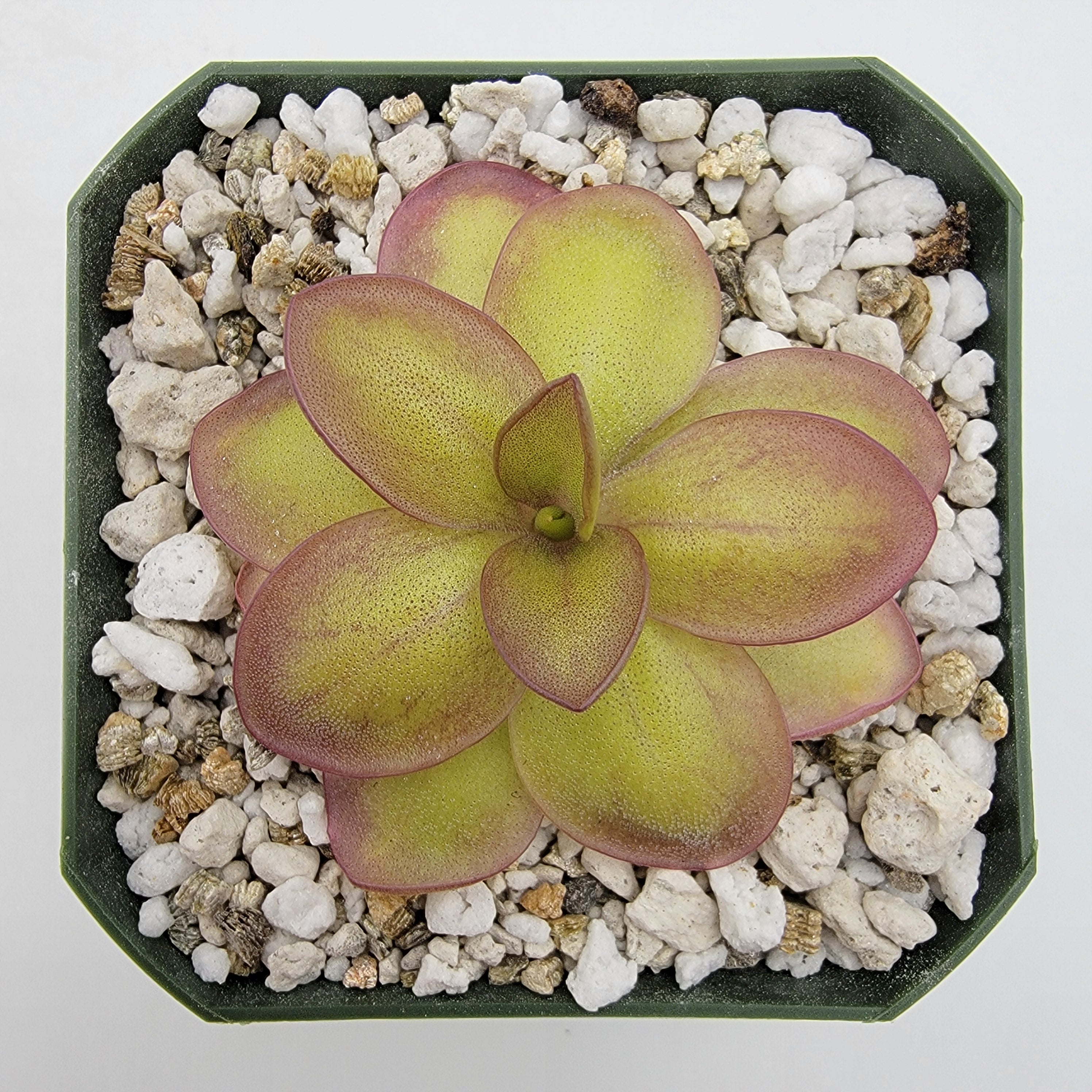 Pinguicula laueana {narrow flower} -Butterworts -Rainbow Carnivorous Plants LLC