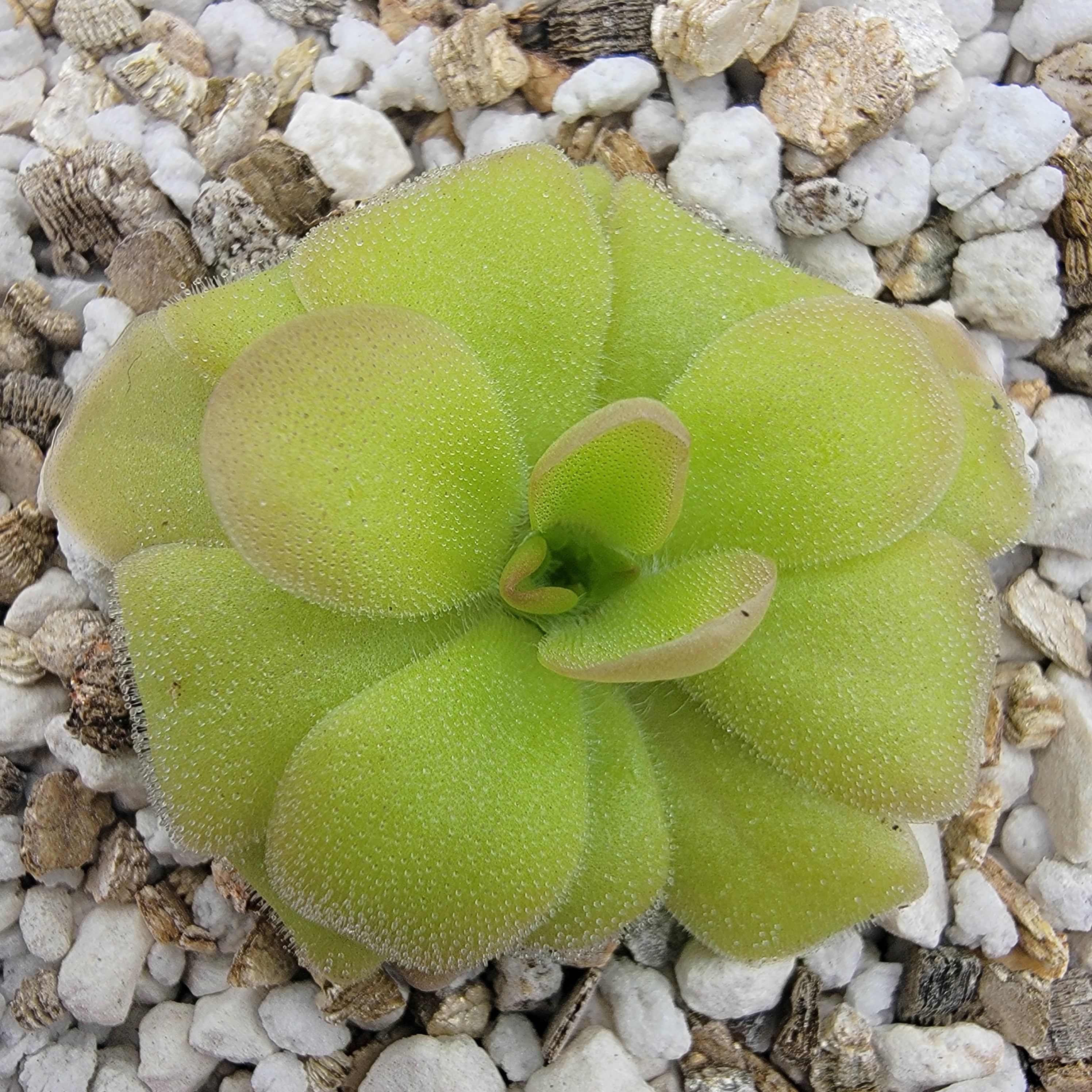 RainbowCarnivorousplants Pinguicula gracilis x laueana - Thumbnail 2