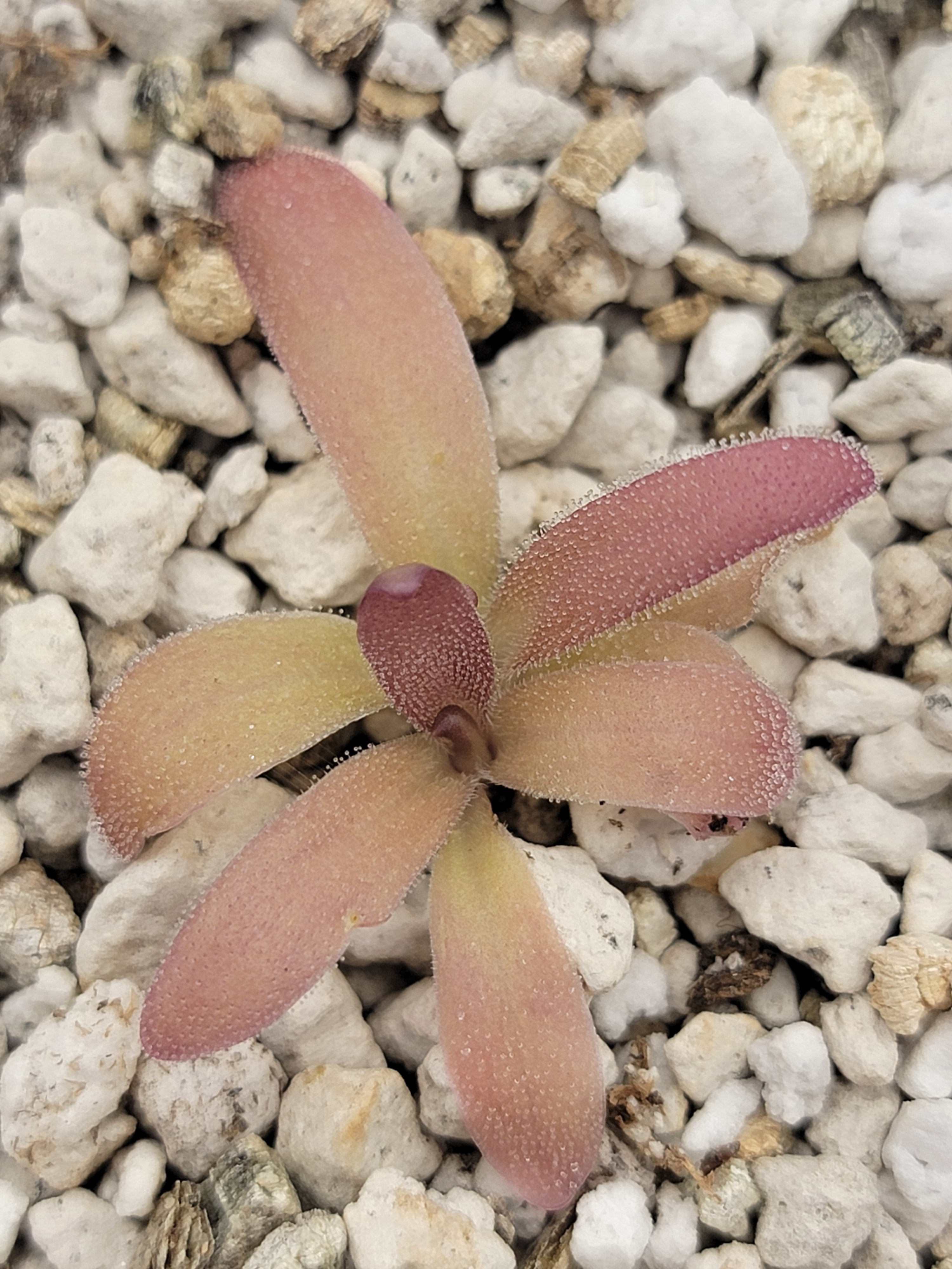 Pinguicula laueana x gypsicola - Rainbow Carnivorous Plants LLC