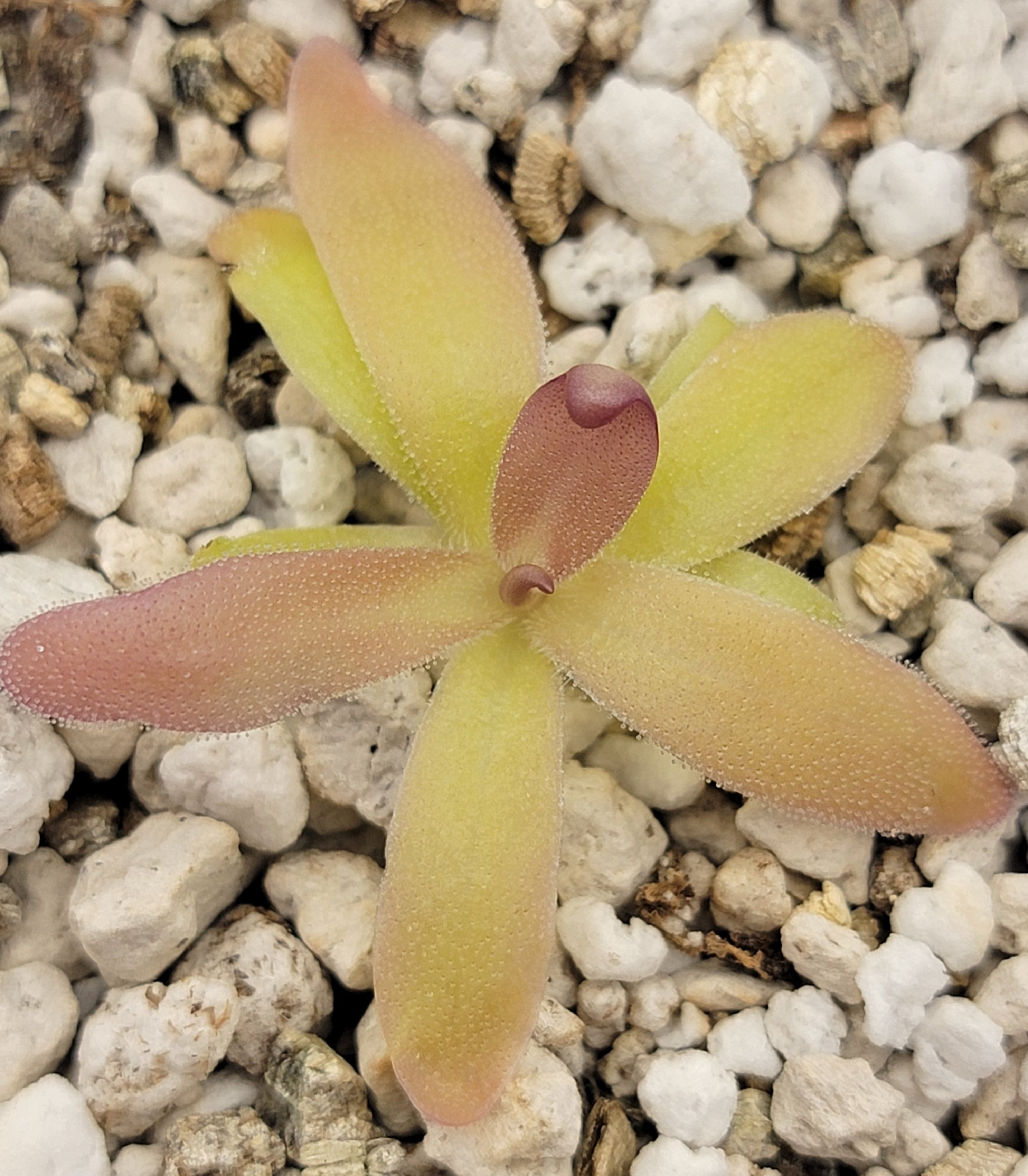 Pinguicula laueana x gypsicola - Rainbow Carnivorous Plants LLC