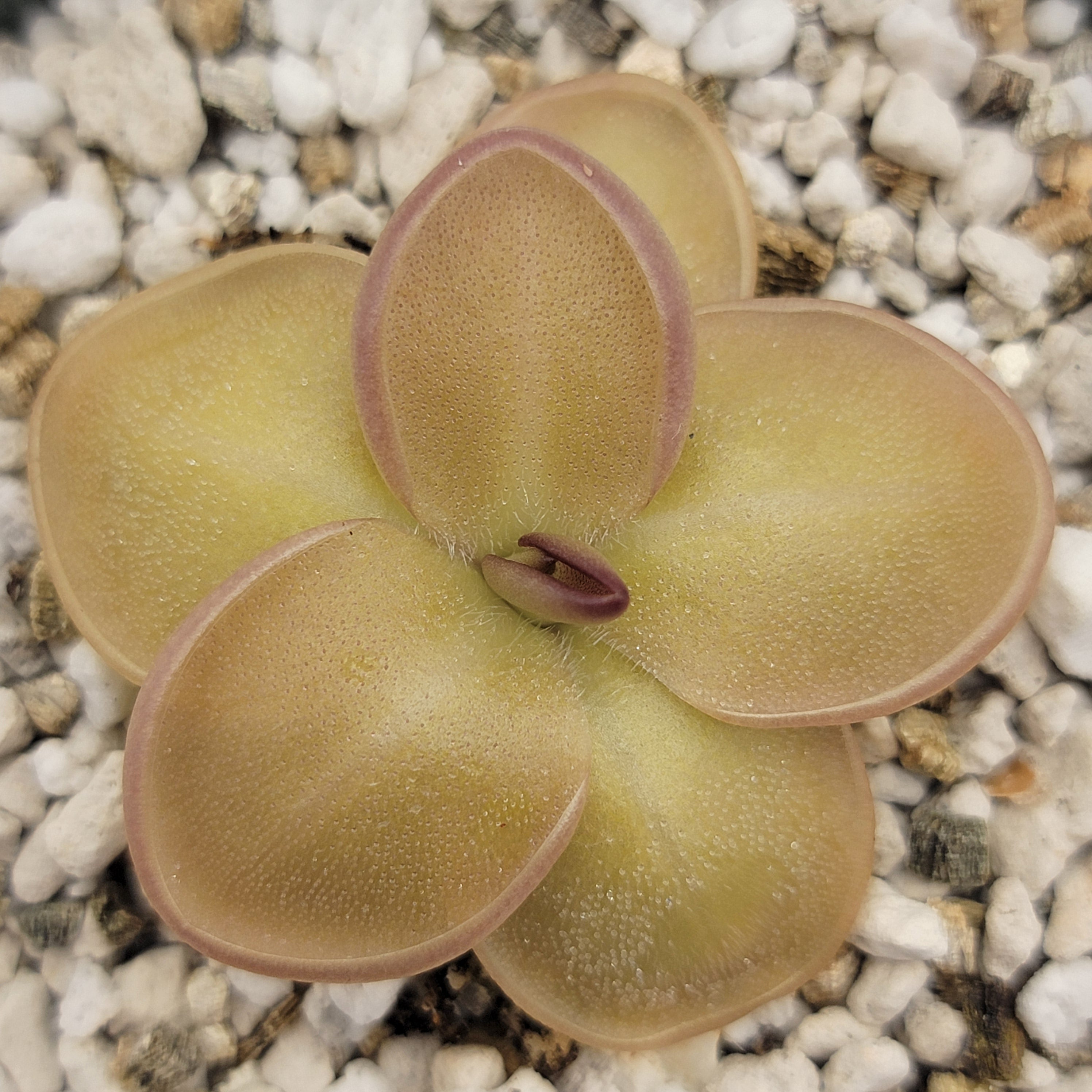 Pinguicula laueana x moranensis