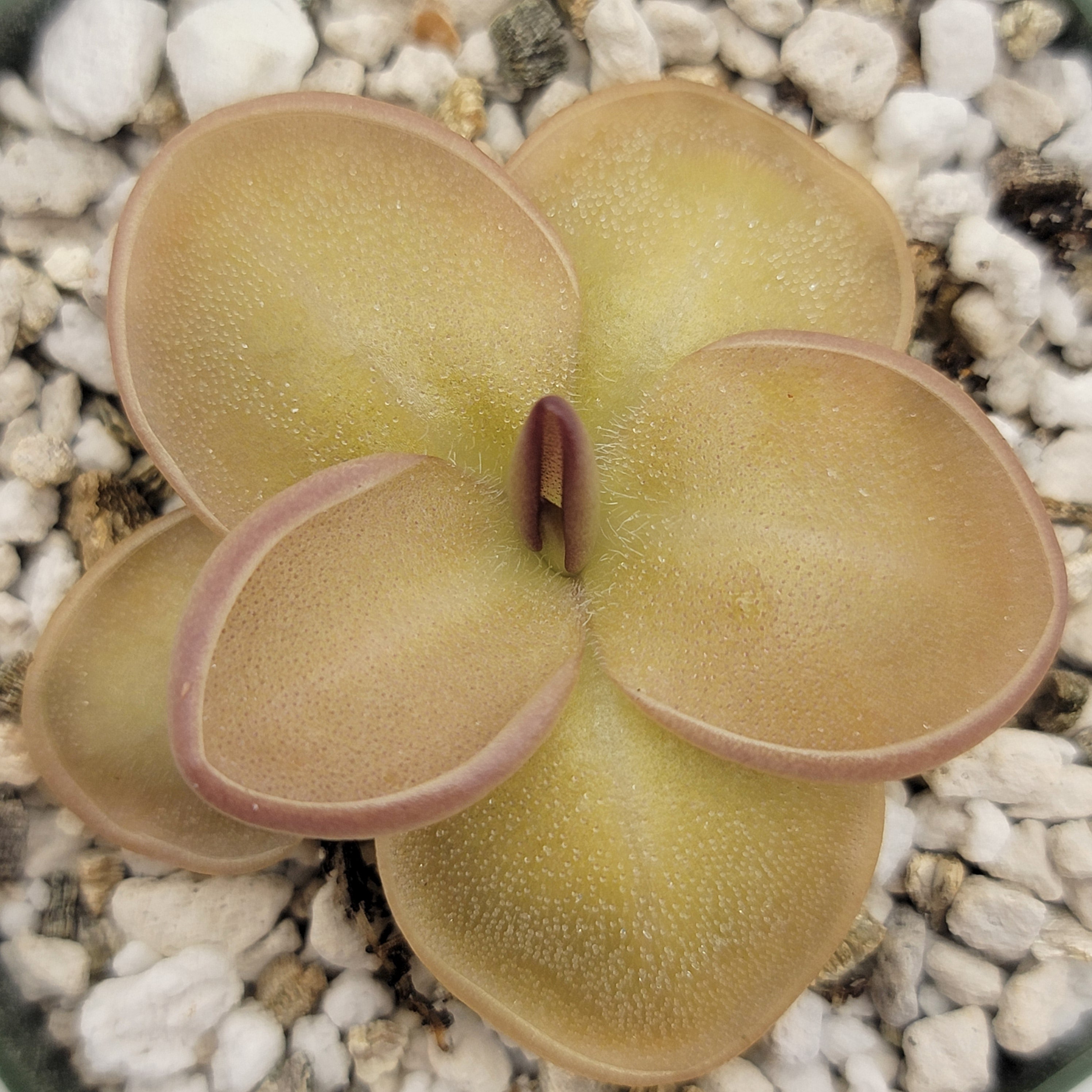 Pinguicula laueana x moranensis