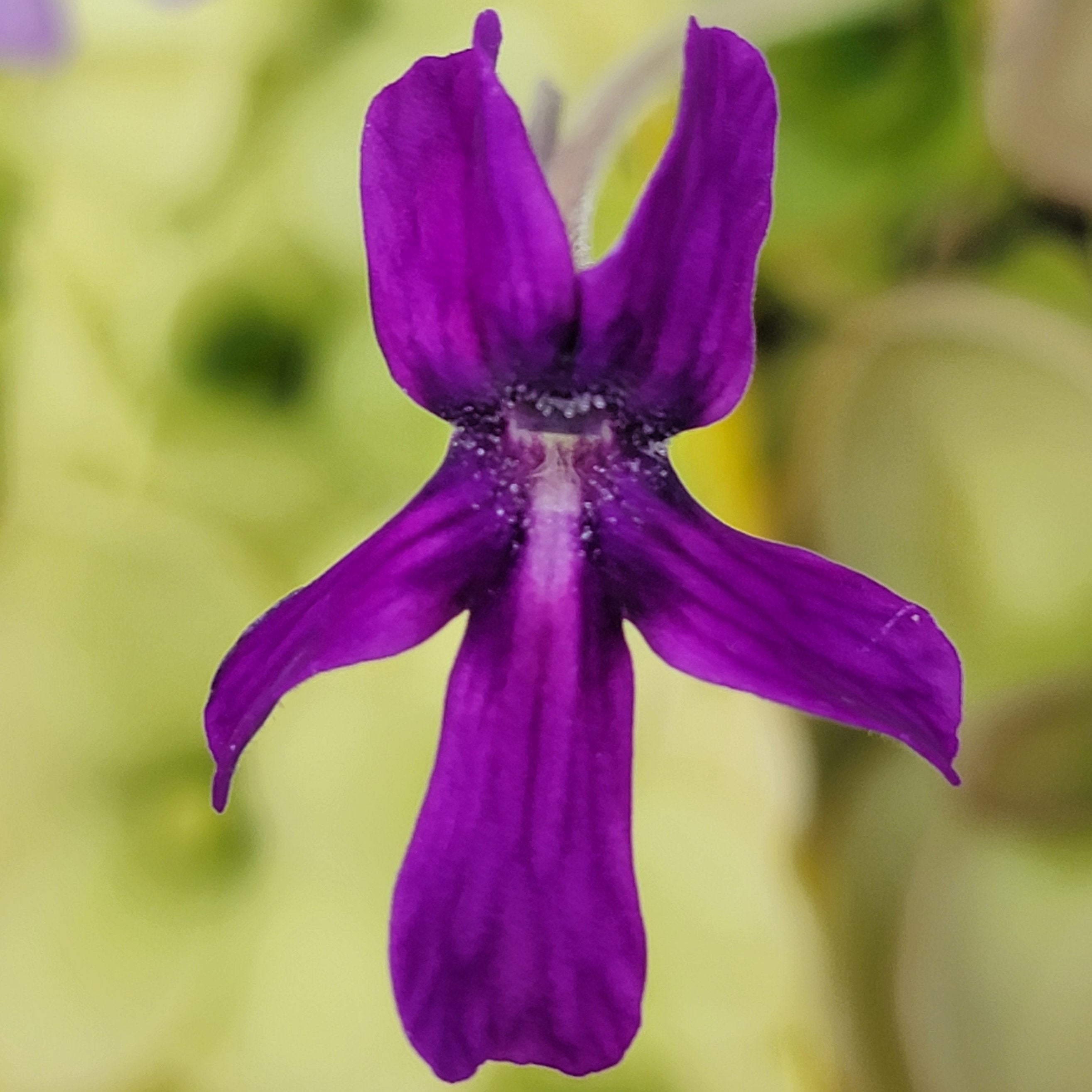 Pinguicula laueana x moranensis