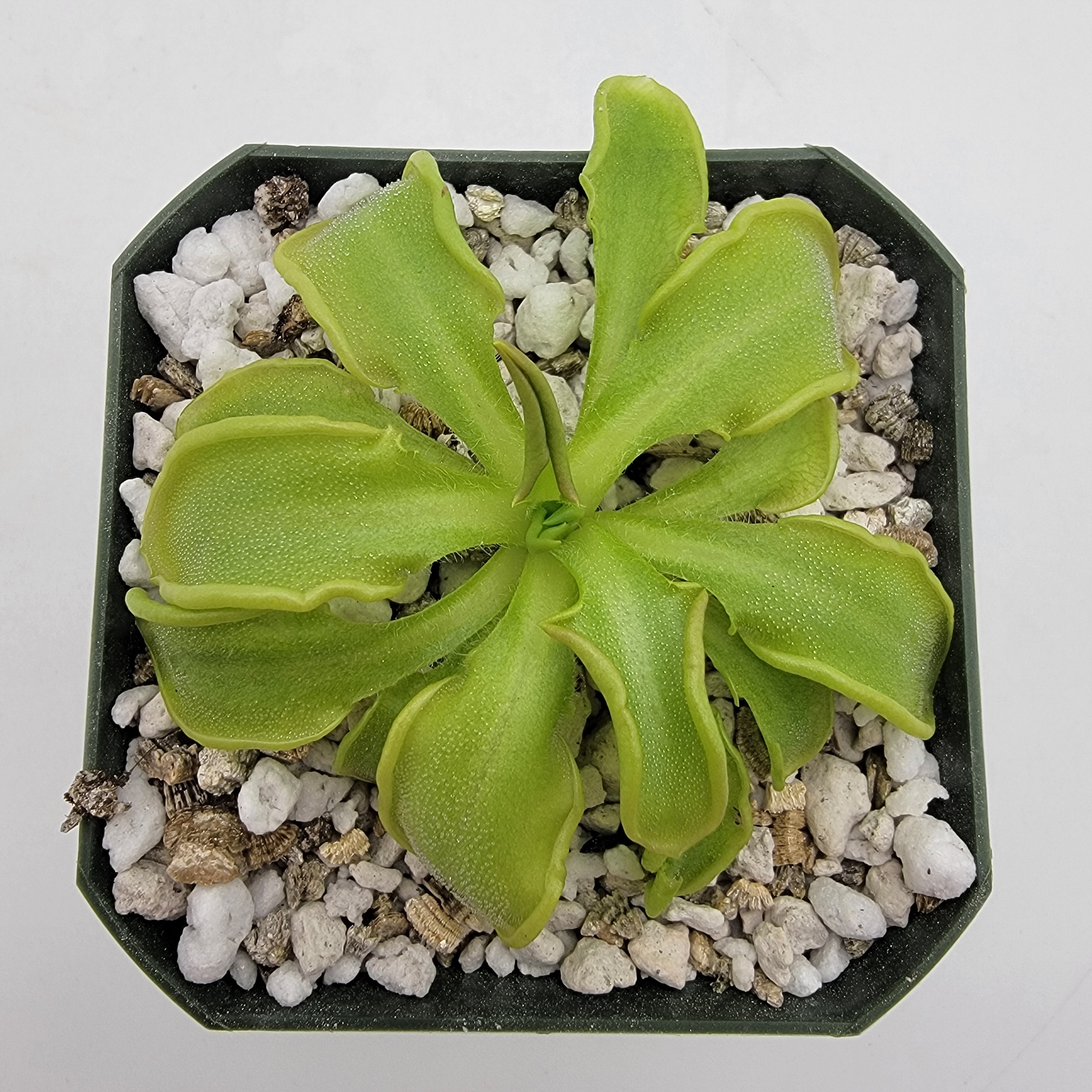 Pinguicula mesophytica {Cerro Miramundo, El Salvador} -Butterworts -Rainbow Carnivorous Plants LLC