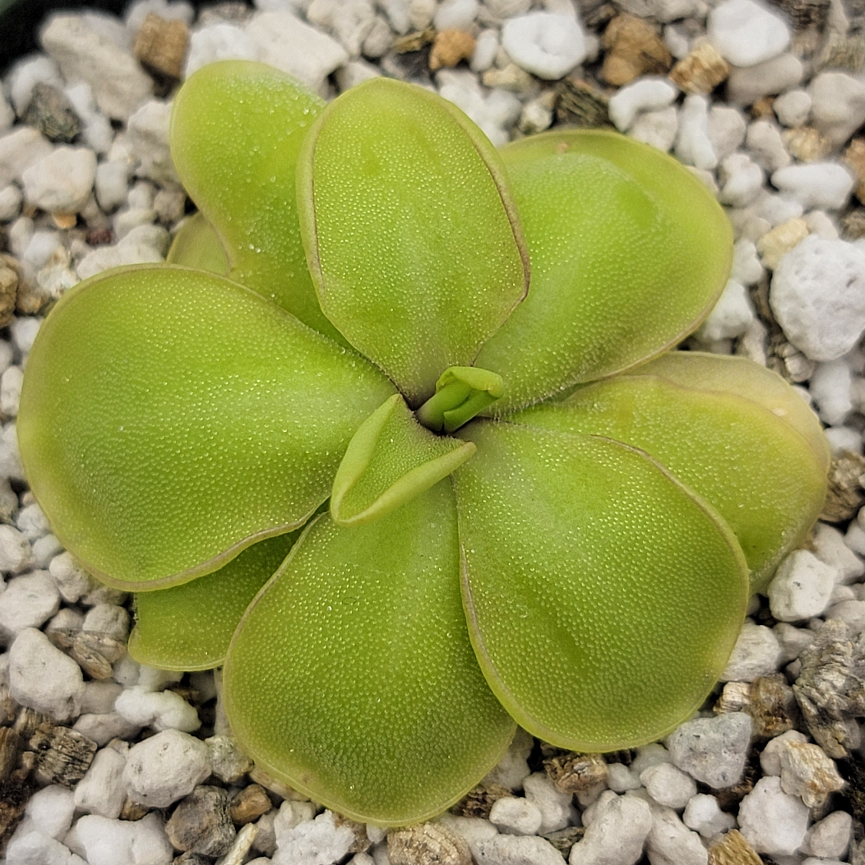 Pinguicula mirandae x (laueana CP2 x emarginata)