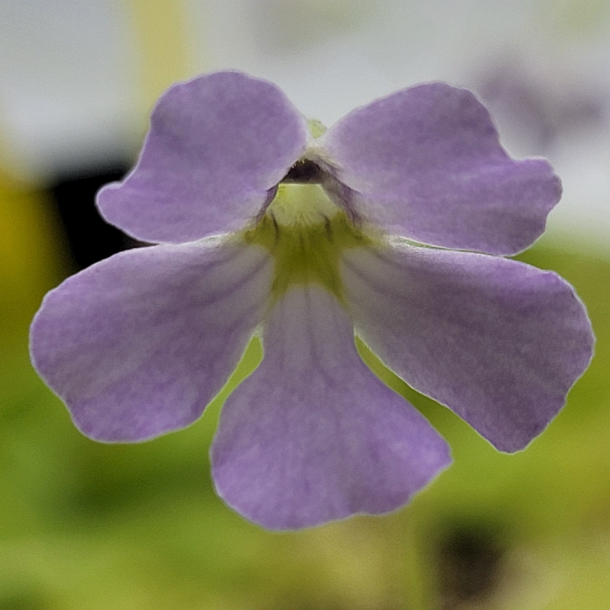 Pinguicula mirandae x (laueana CP2 x emarginata)