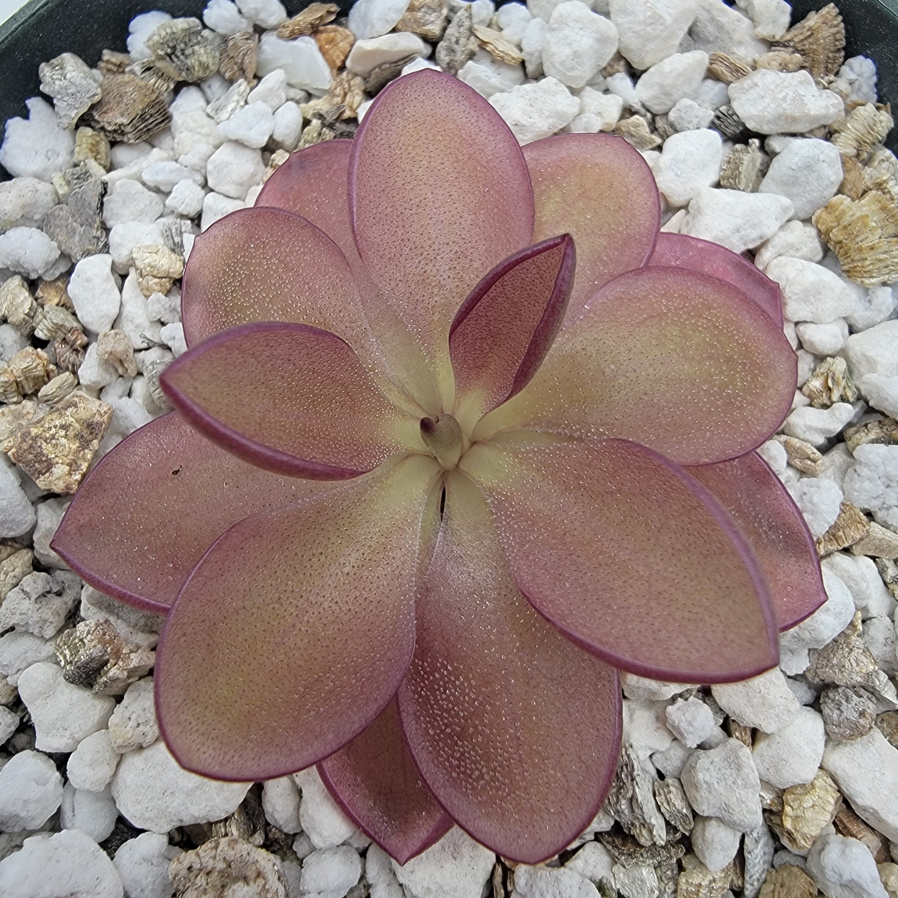 Pinguicula moranensis {Veracruz} x laueana 'Undulate Geranium Flower' -Butterworts -Rainbow Carnivorous Plants LLC
