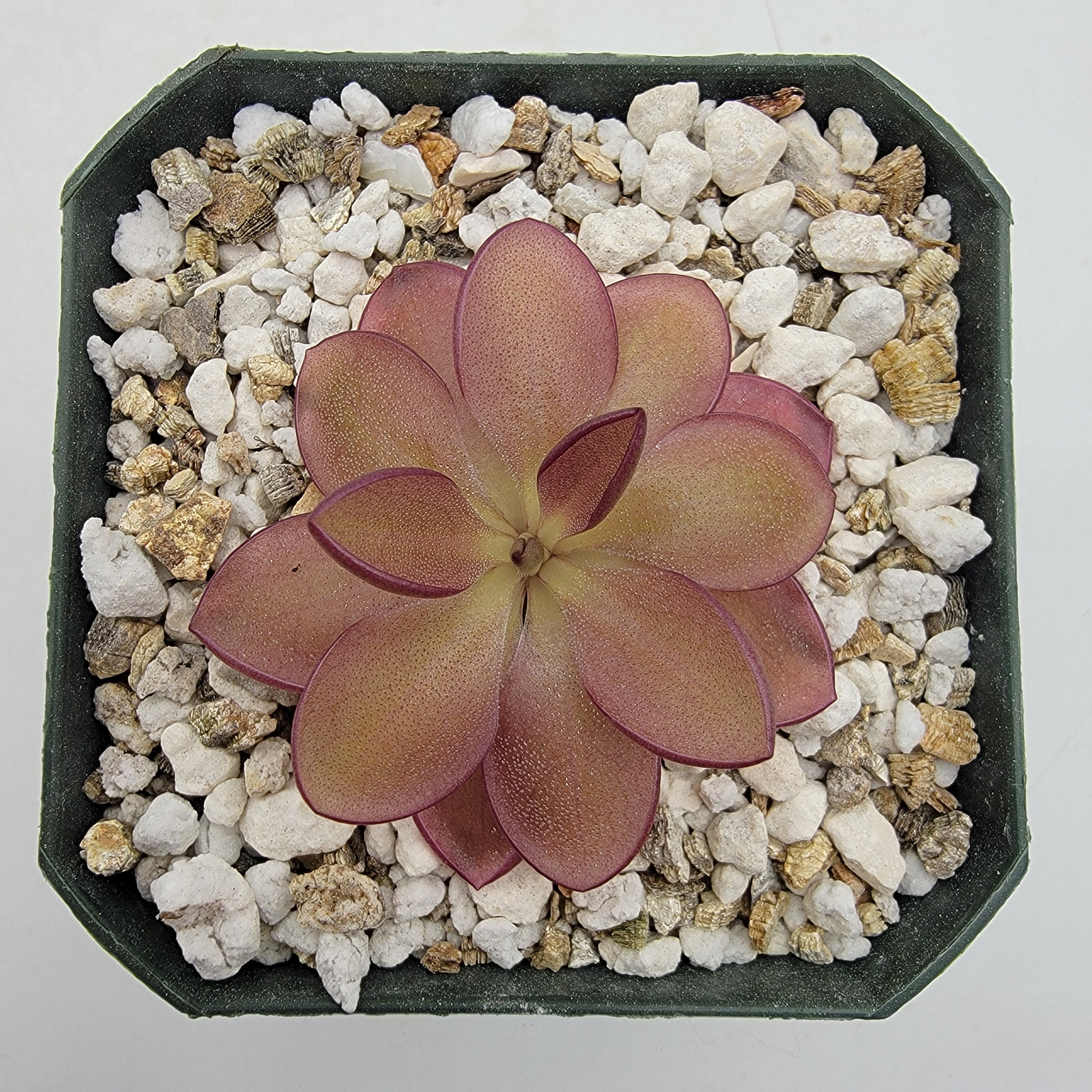Pinguicula moranensis {Veracruz} x laueana 'Undulate Geranium Flower' -Butterworts -Rainbow Carnivorous Plants LLC