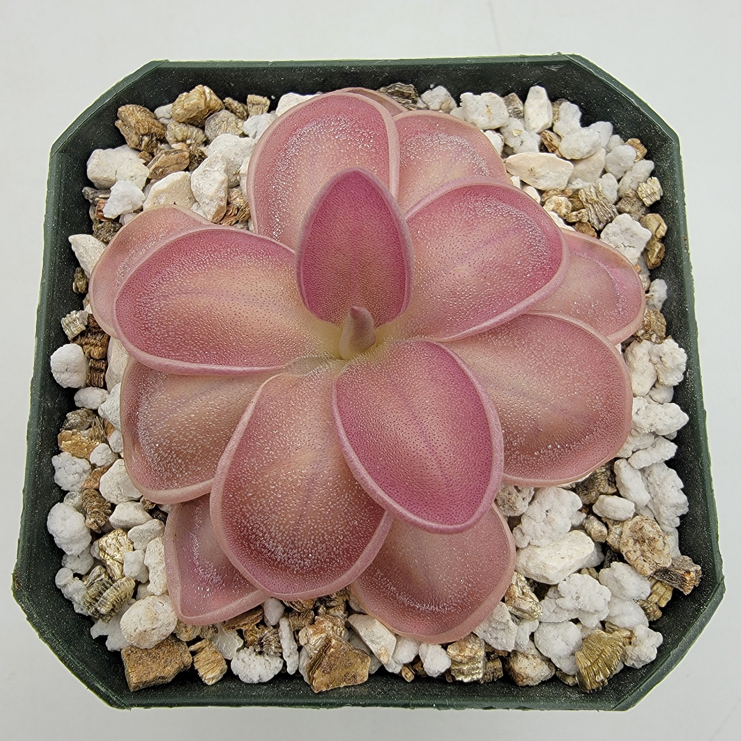 are butterworts succulents Pinguicula moranensis {Chichicastenango} x ehlersiae