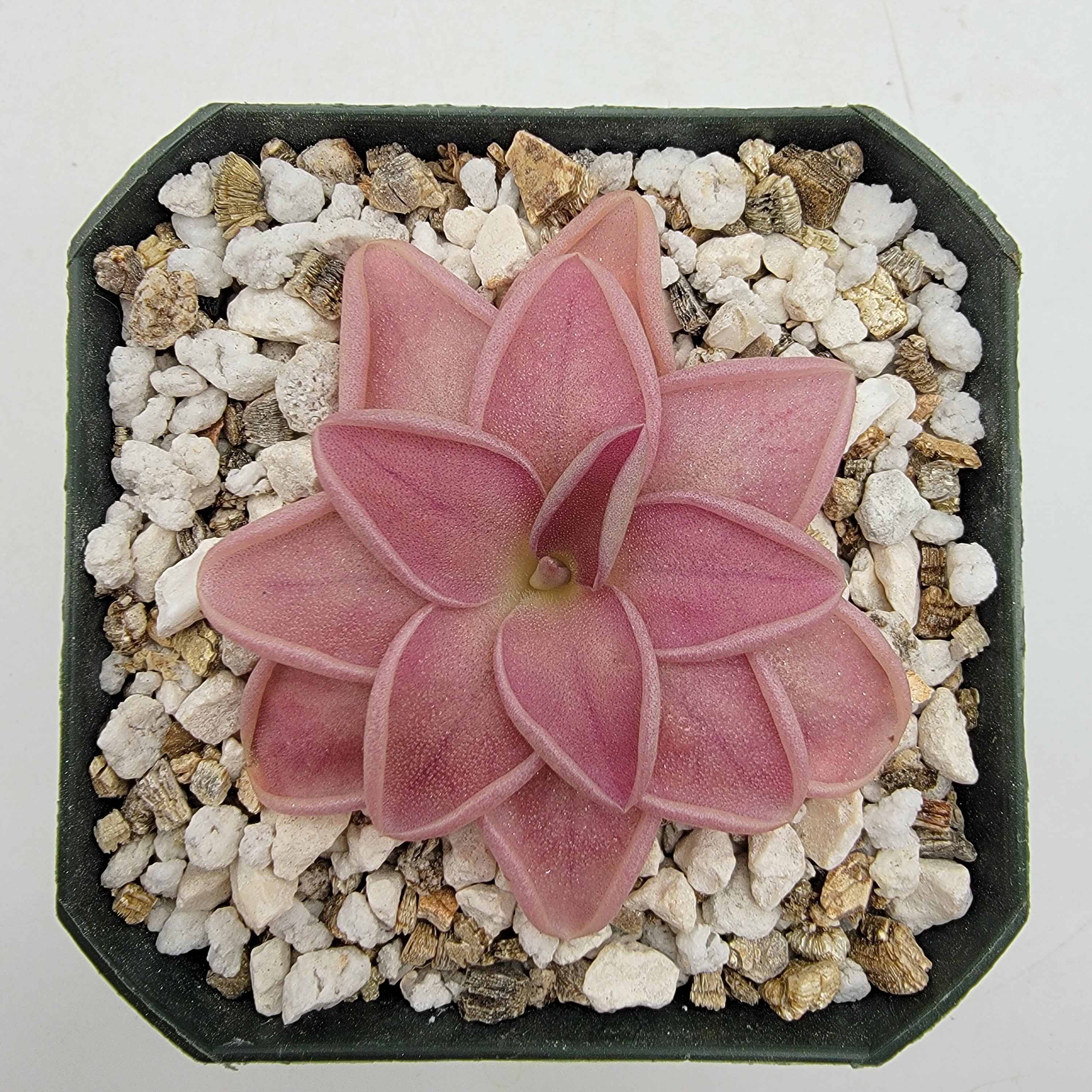 Pinguicula moranensis {Chichicastenango} x ehlersiae
