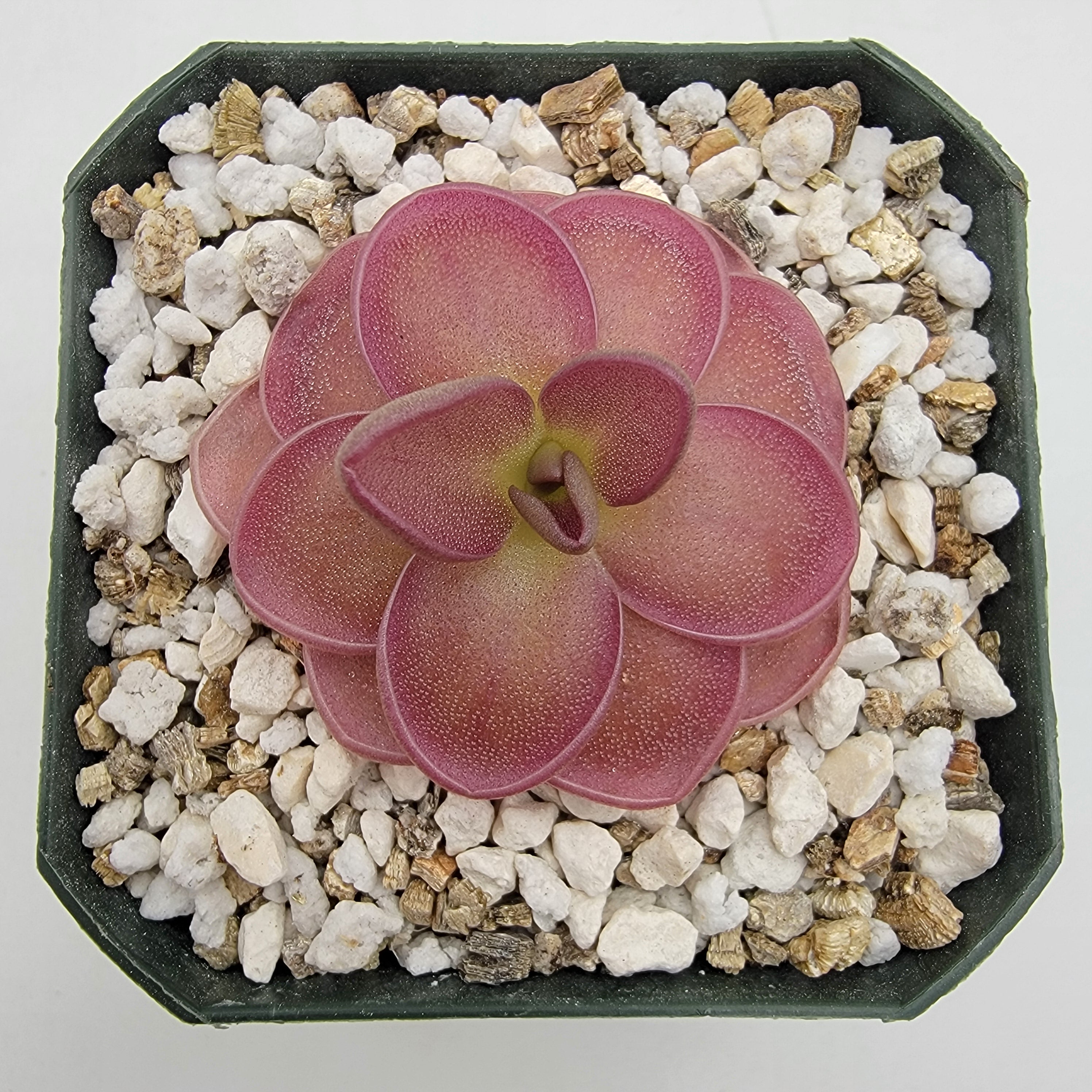 Pinguicula moranensis {Veracruz} x ehlersiae {Tolantongo}