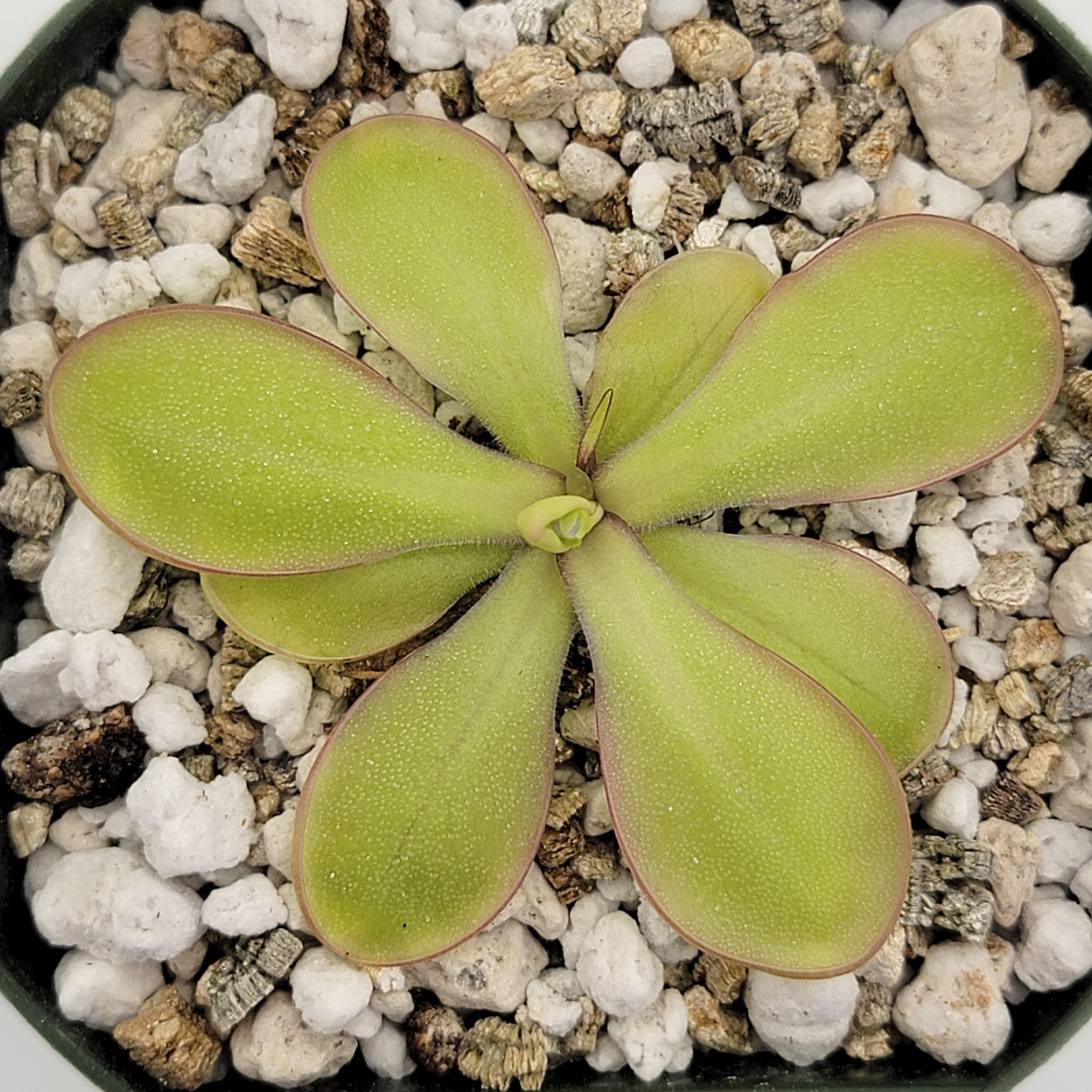 Pinguicula moranensis var. alba x emarginata - Rainbow Carnivorous Plants LLC