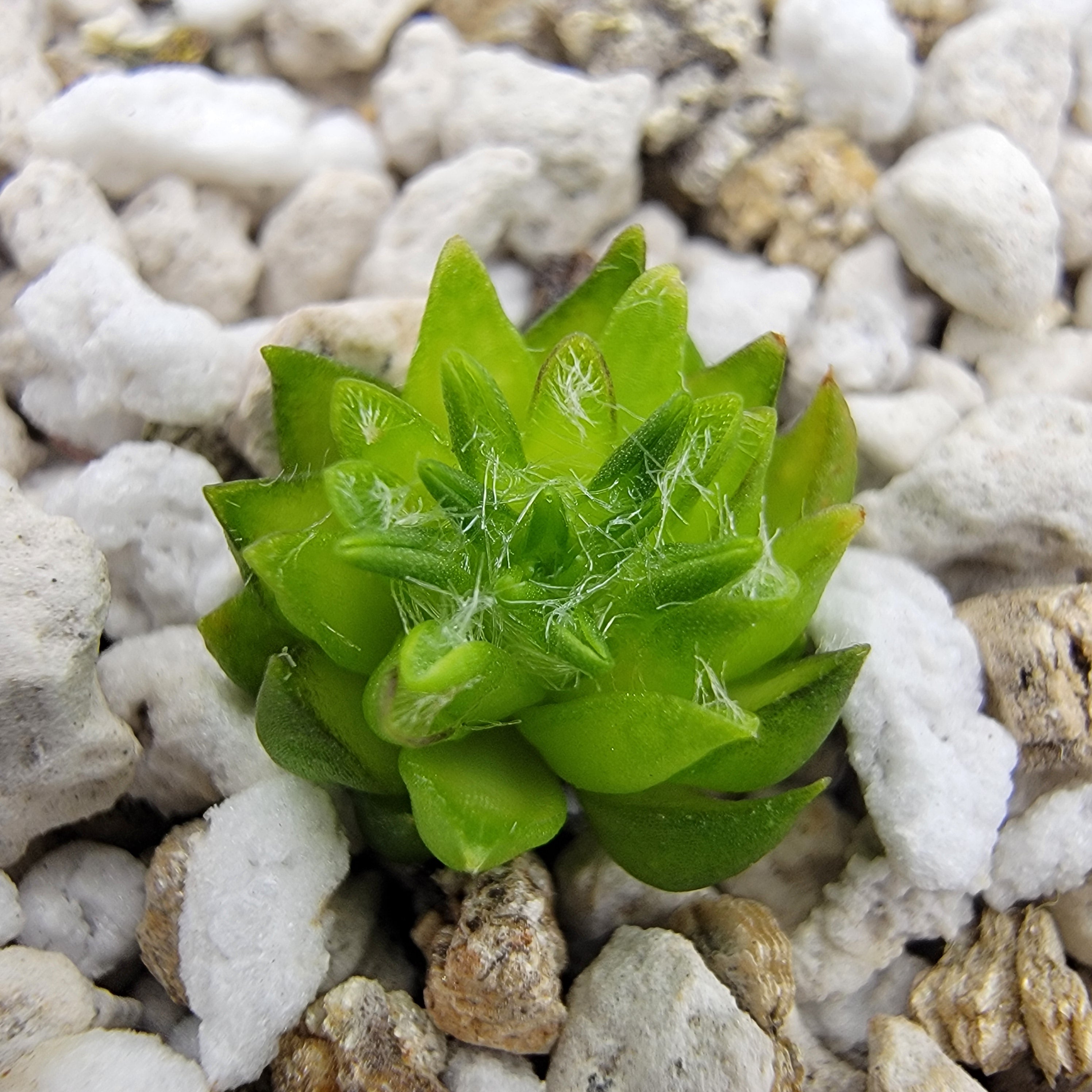 Pinguicula orchidioides {near Ixtlan de Juarez, Oaxaca, México}