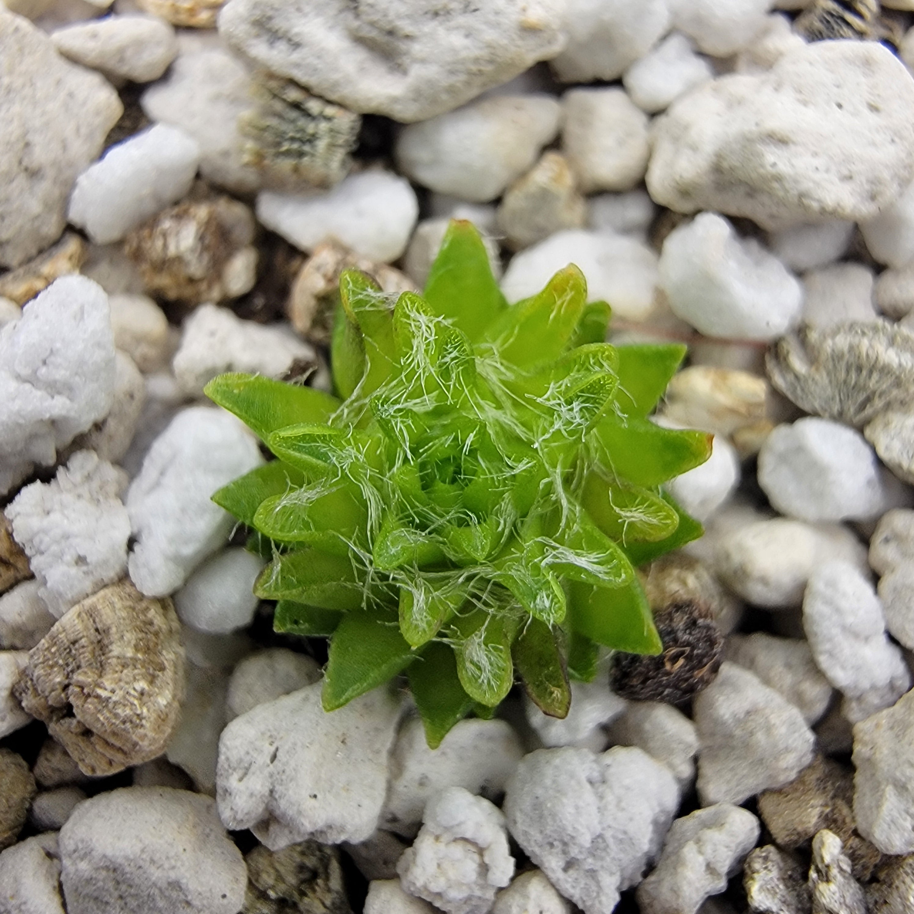 Pinguicula orchidioides {near Ixtlan de Juarez, Oaxaca, México}