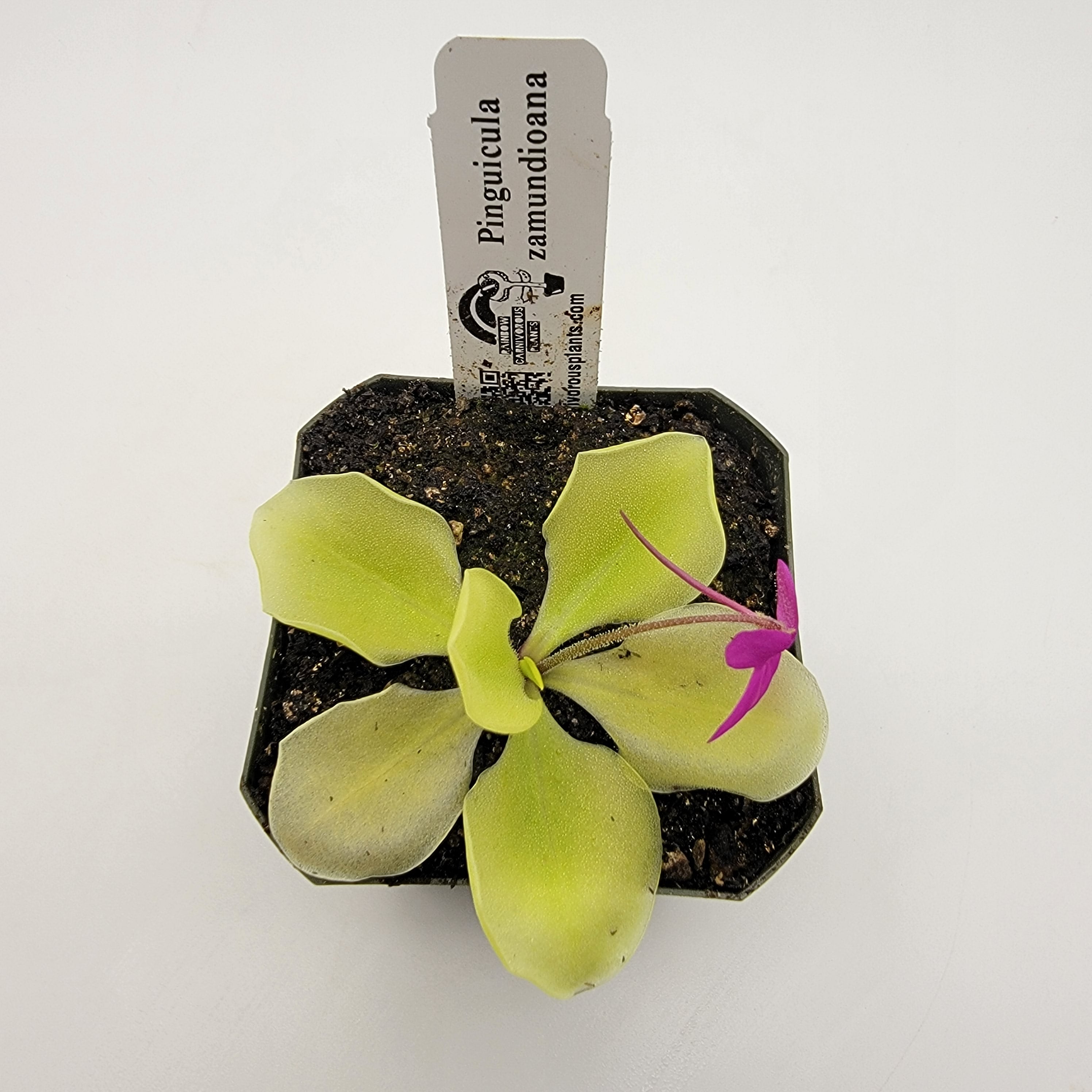 Pinguicula zamudioana - Rainbow Carnivorous Plants LLC
