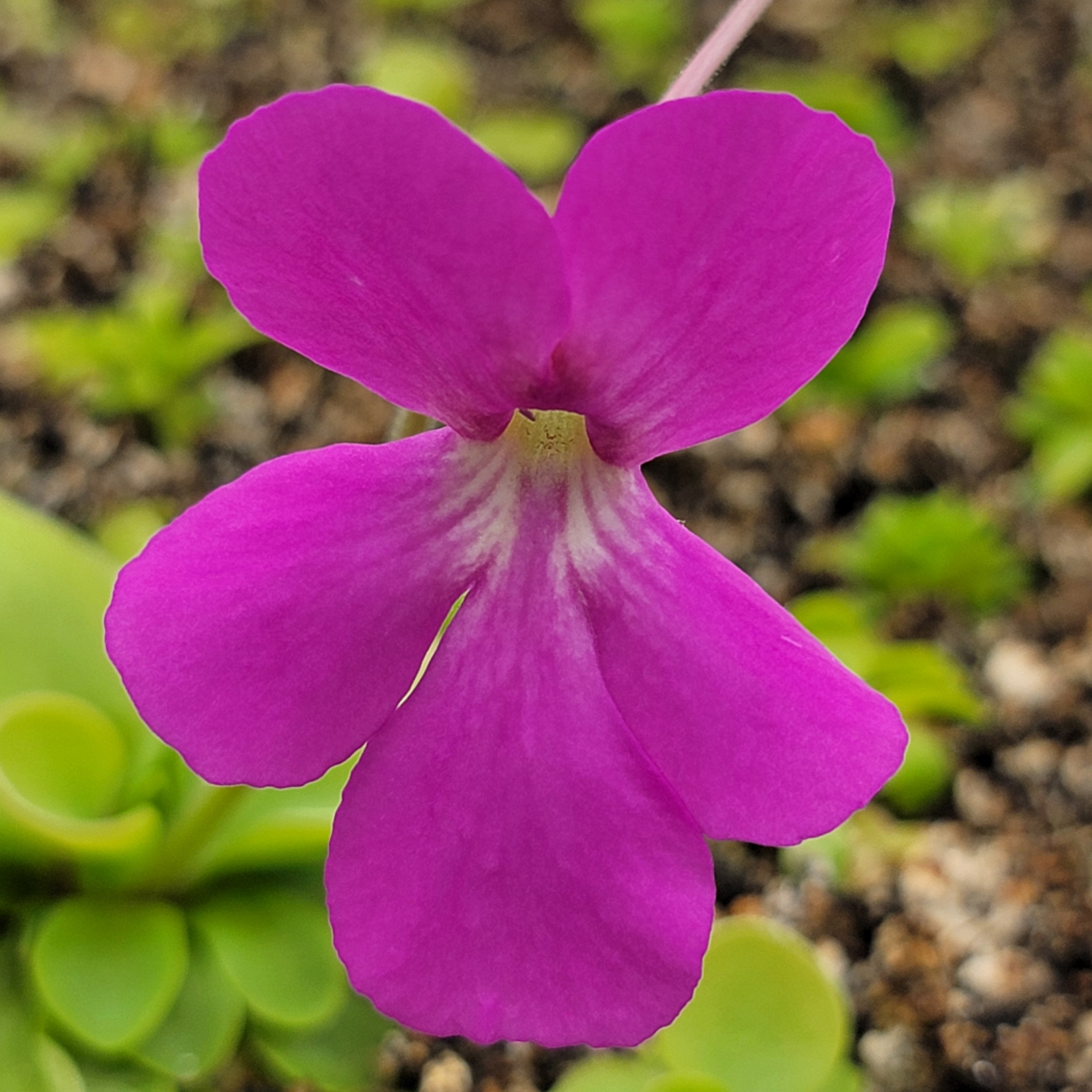 Pinguicula zamudioana x zecheri 'Faulisi'