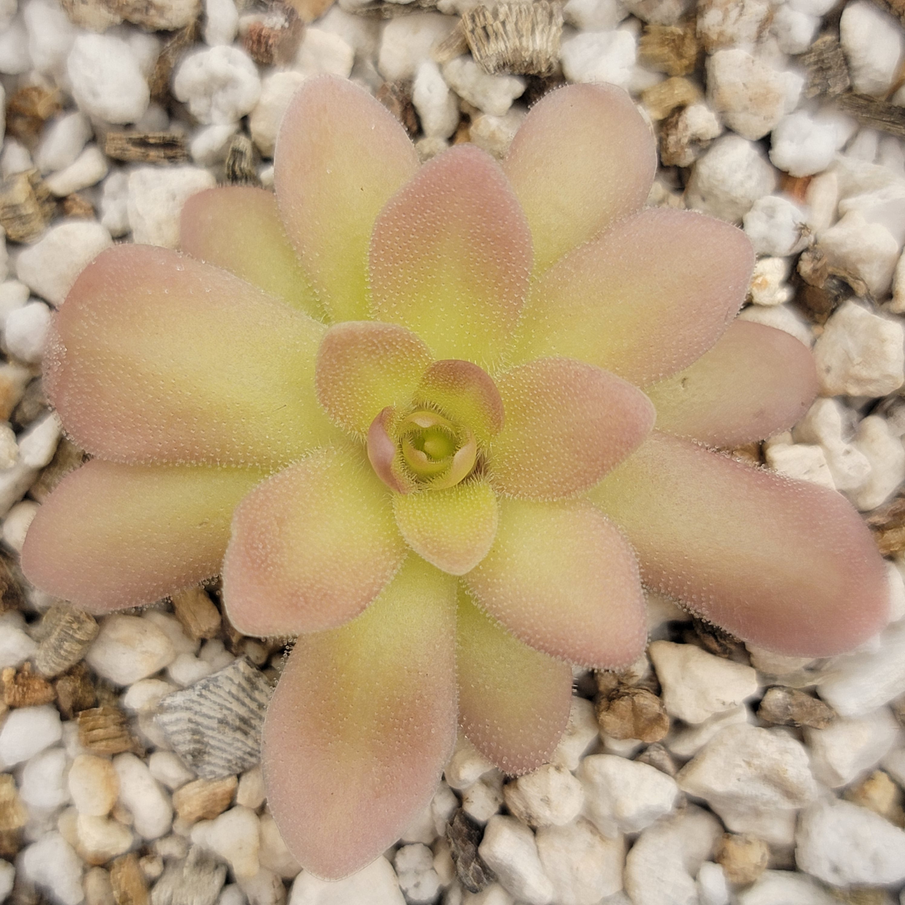 Pinguicula zecheri 'Faulisi' x gypsicola