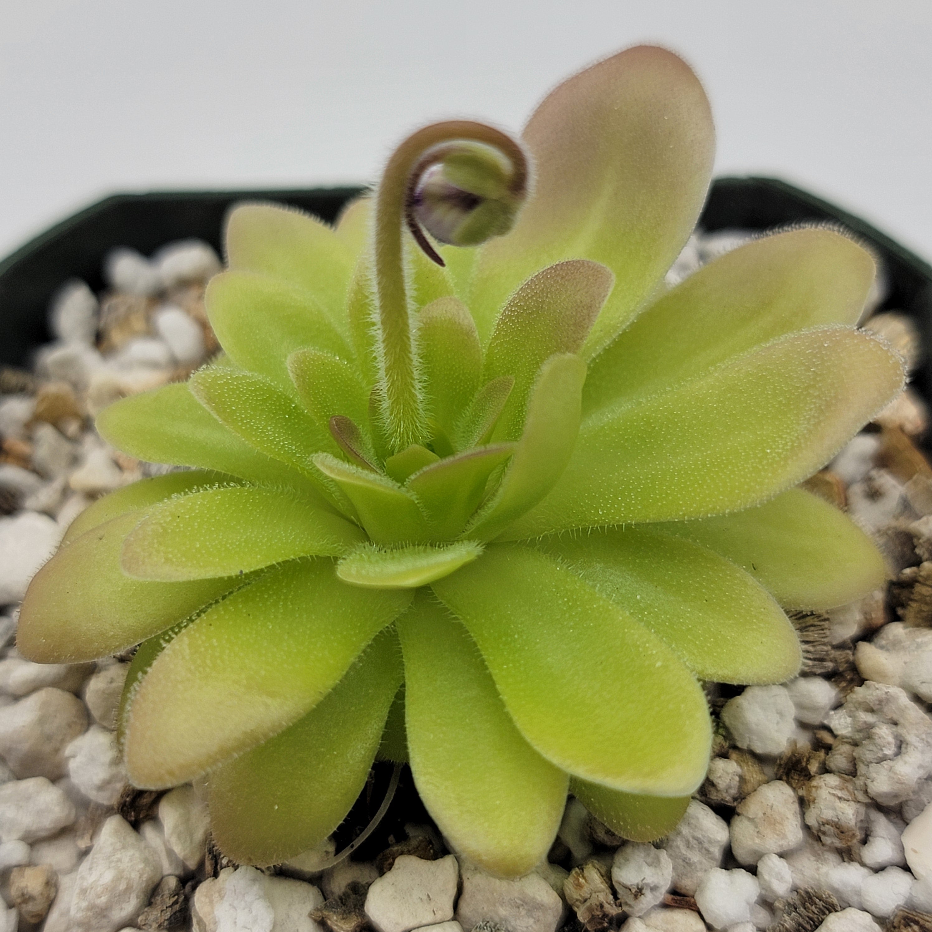 Pinguicula zecheri 'Faulisi' x gypsicola -Butterworts -Rainbow Carnivorous Plants LLC