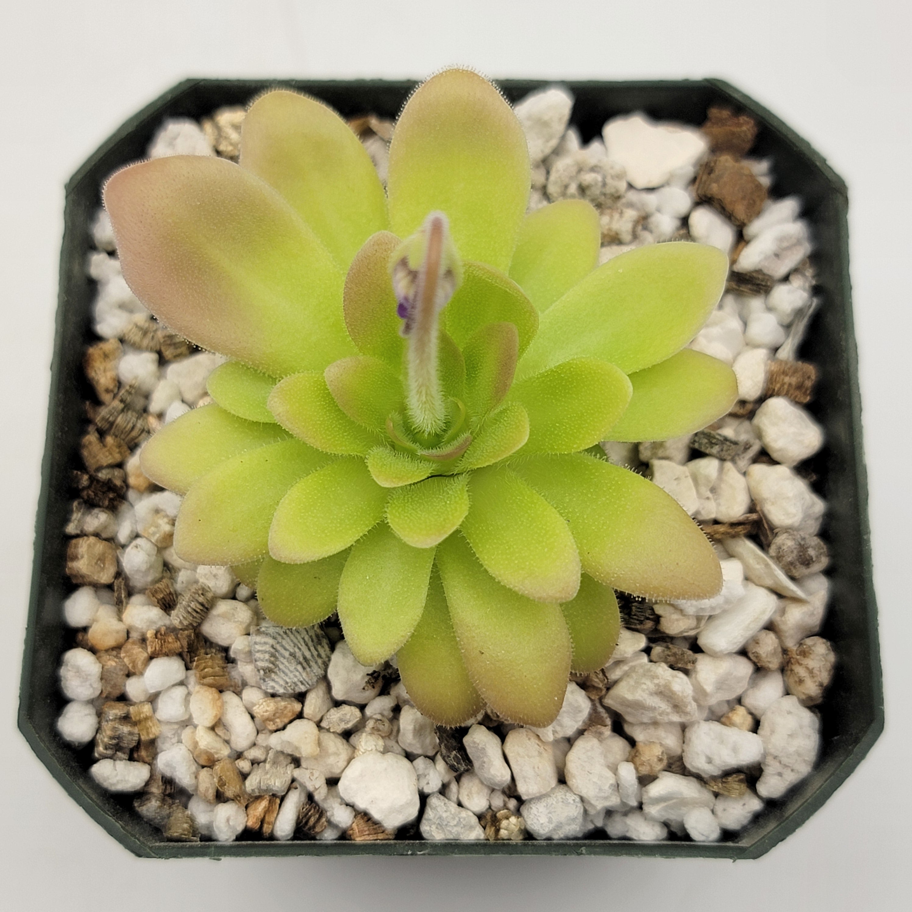 紫陽花　うさぎ　コボリサヤカ Pinguicula zecheri 'Faulisi' x gypsicola