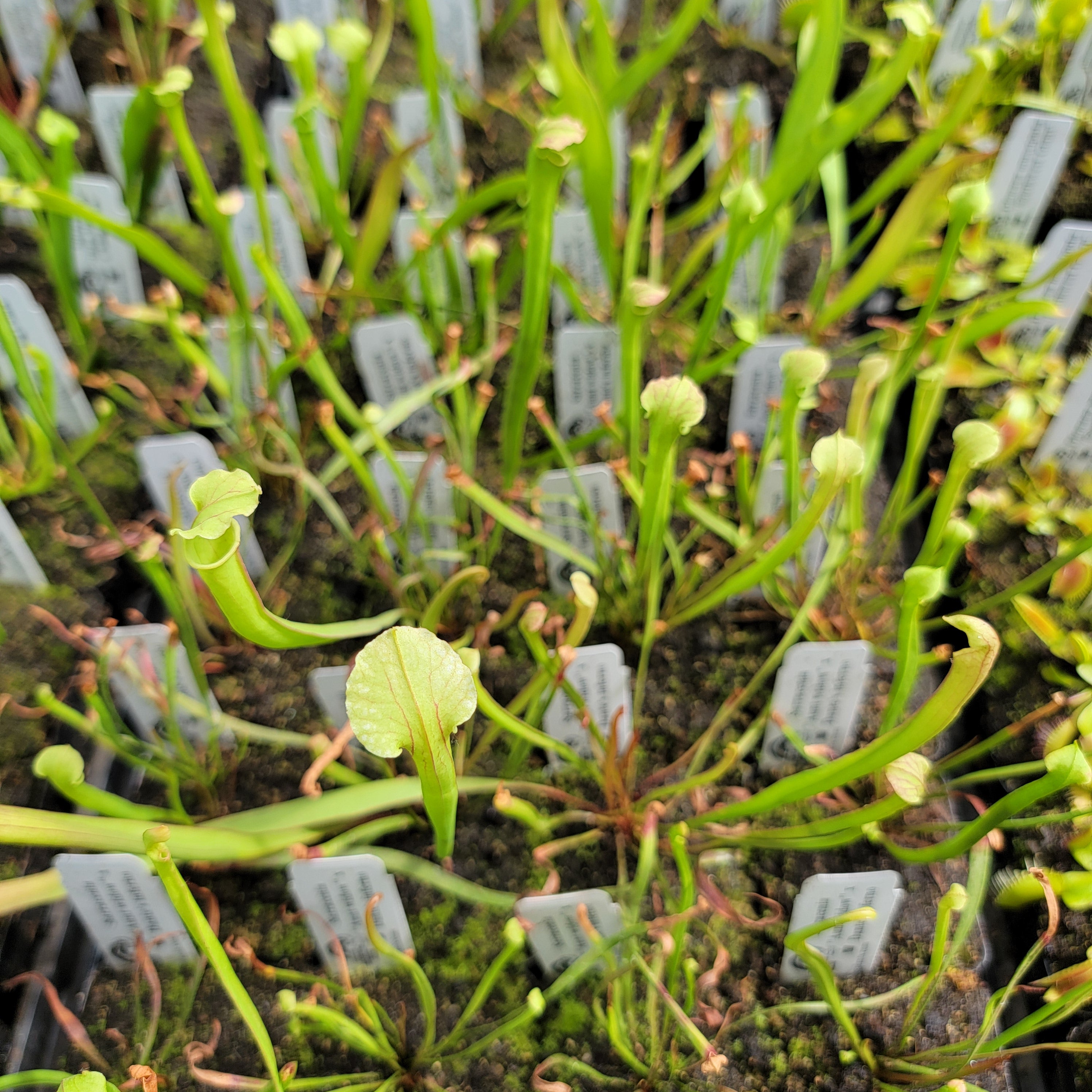 Sarracenia "Aunt Widow" x Dante's inferno