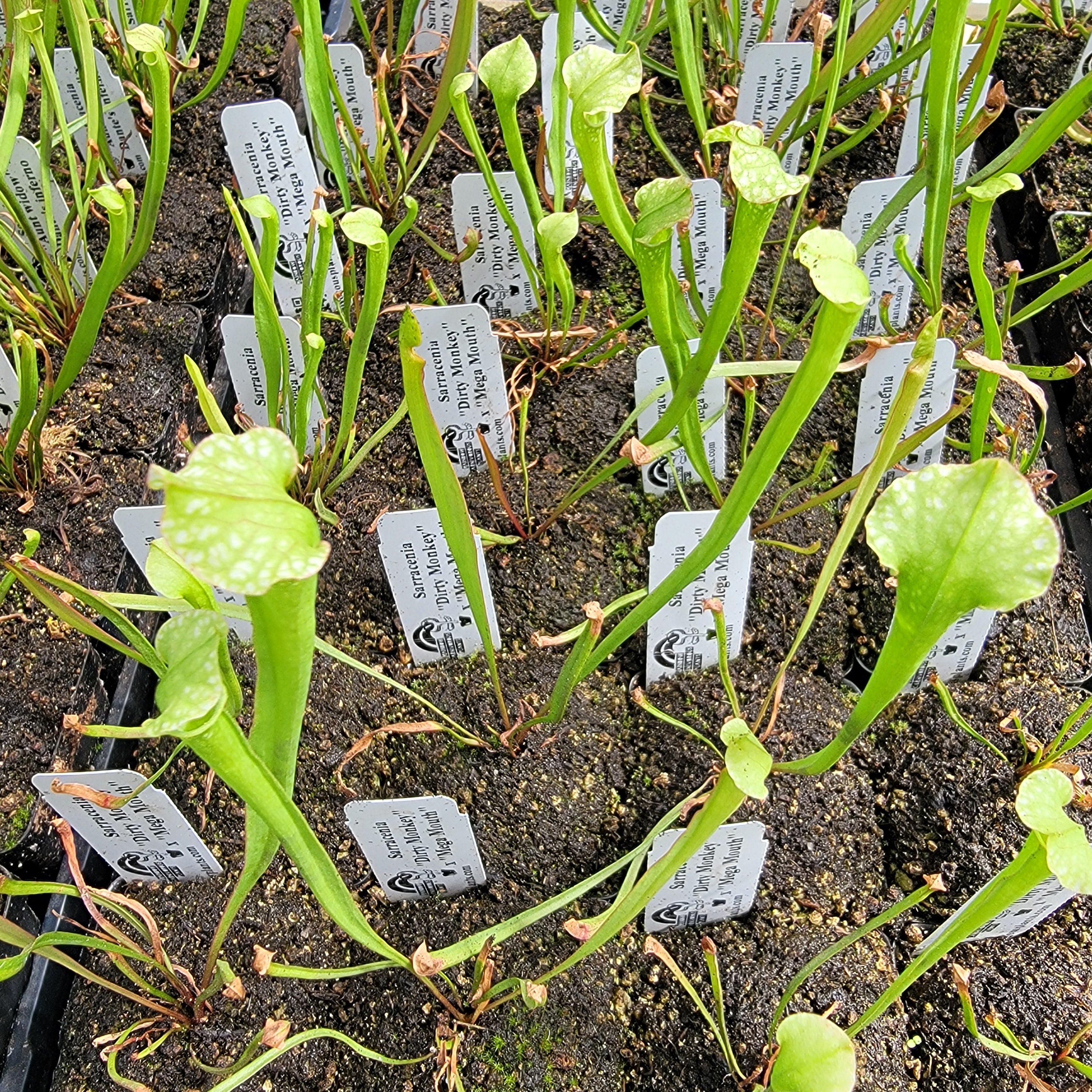 Sarracenia 'Dirty Monkey' x 'Mega Mouth' seedling