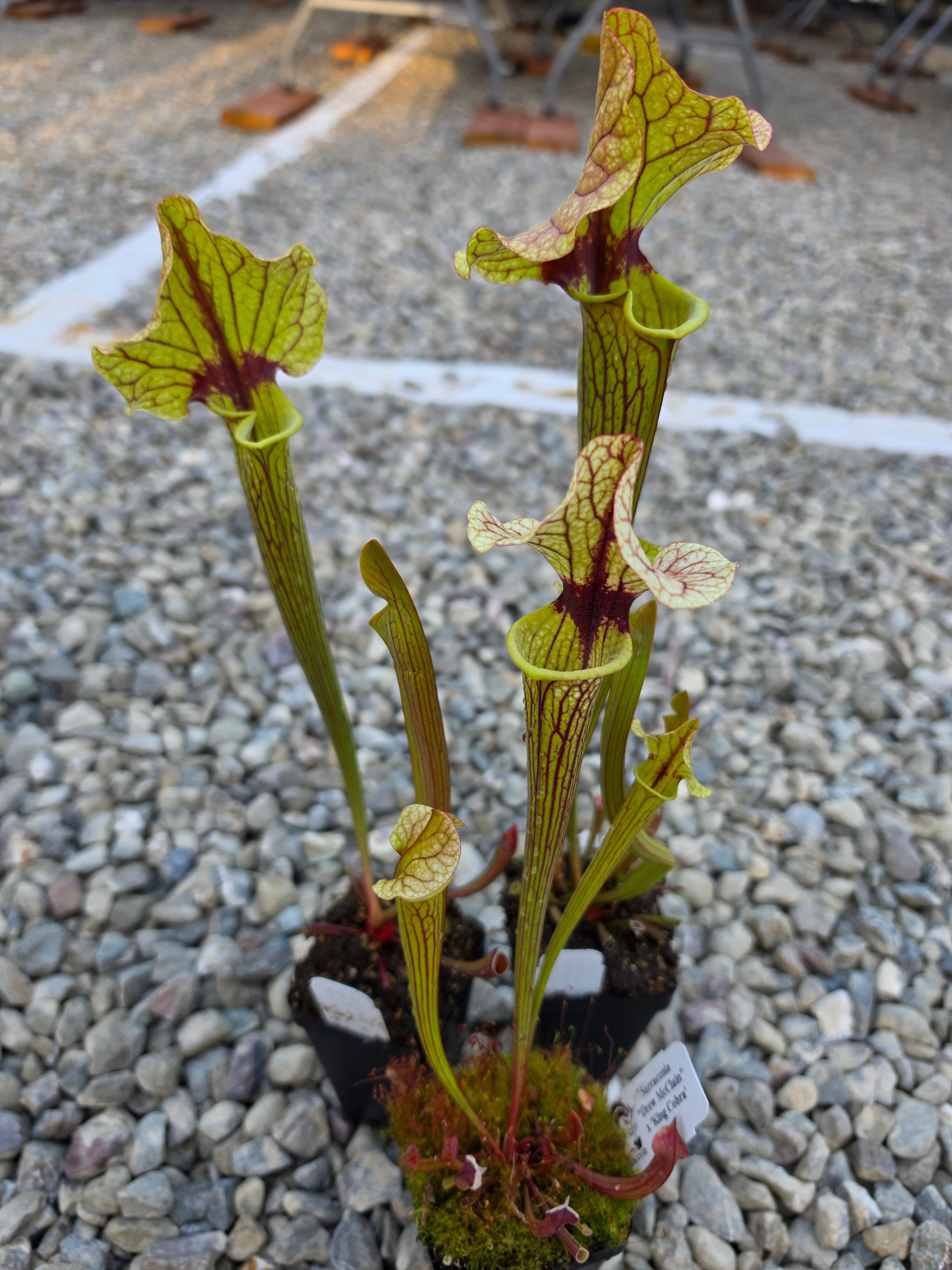 Sarracenia 'Drew McClain' x 'King Cobra' - -Rainbow Carnivorous Plants LLC