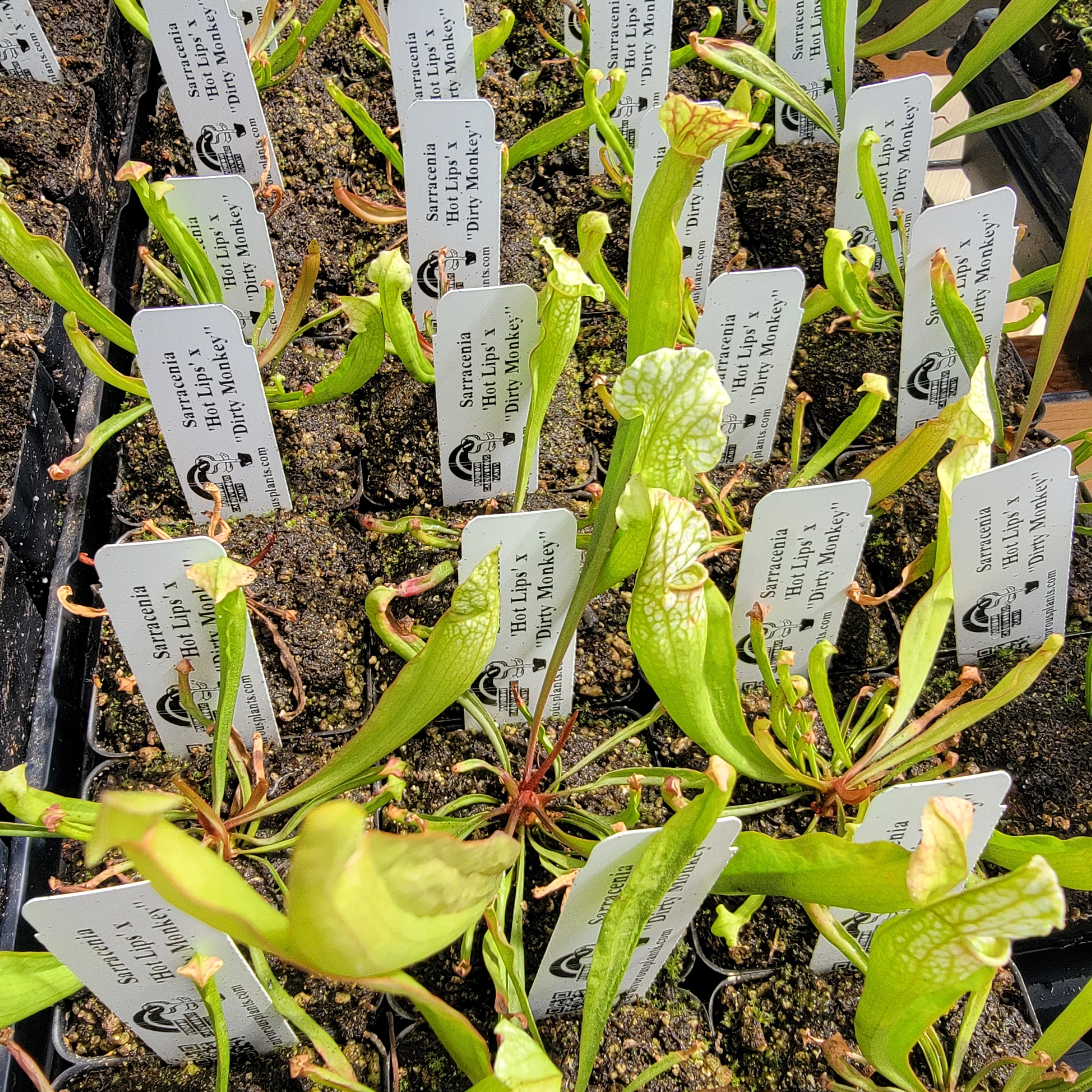 Sarracenia 'Hot Lips' x'Dirty Monkey' seedlings