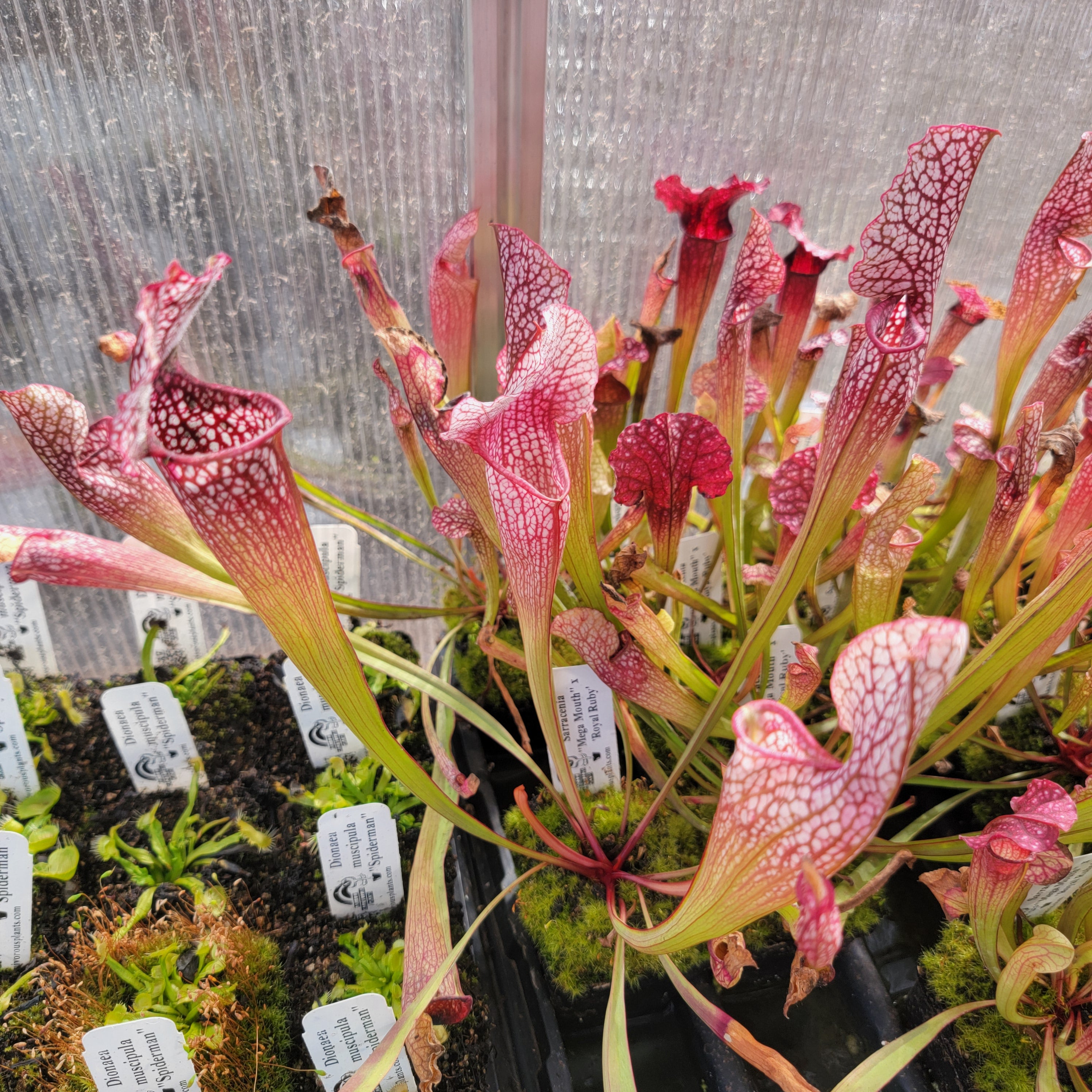 Sarracenia 'Mega Mouth' x 'Royal Ruby' seedling