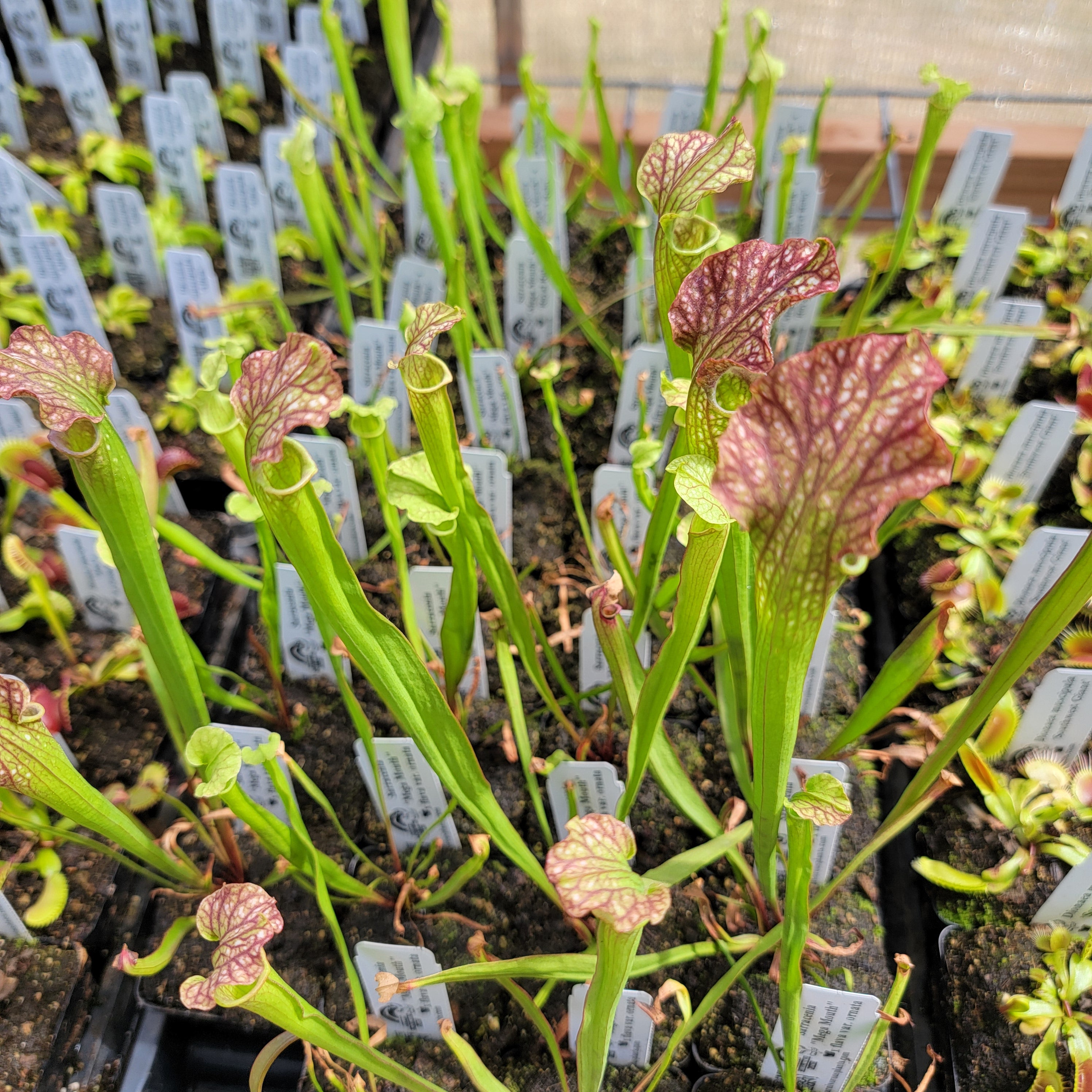 Sarracenia 'Mega Mouth' x flava var. ornata seedling