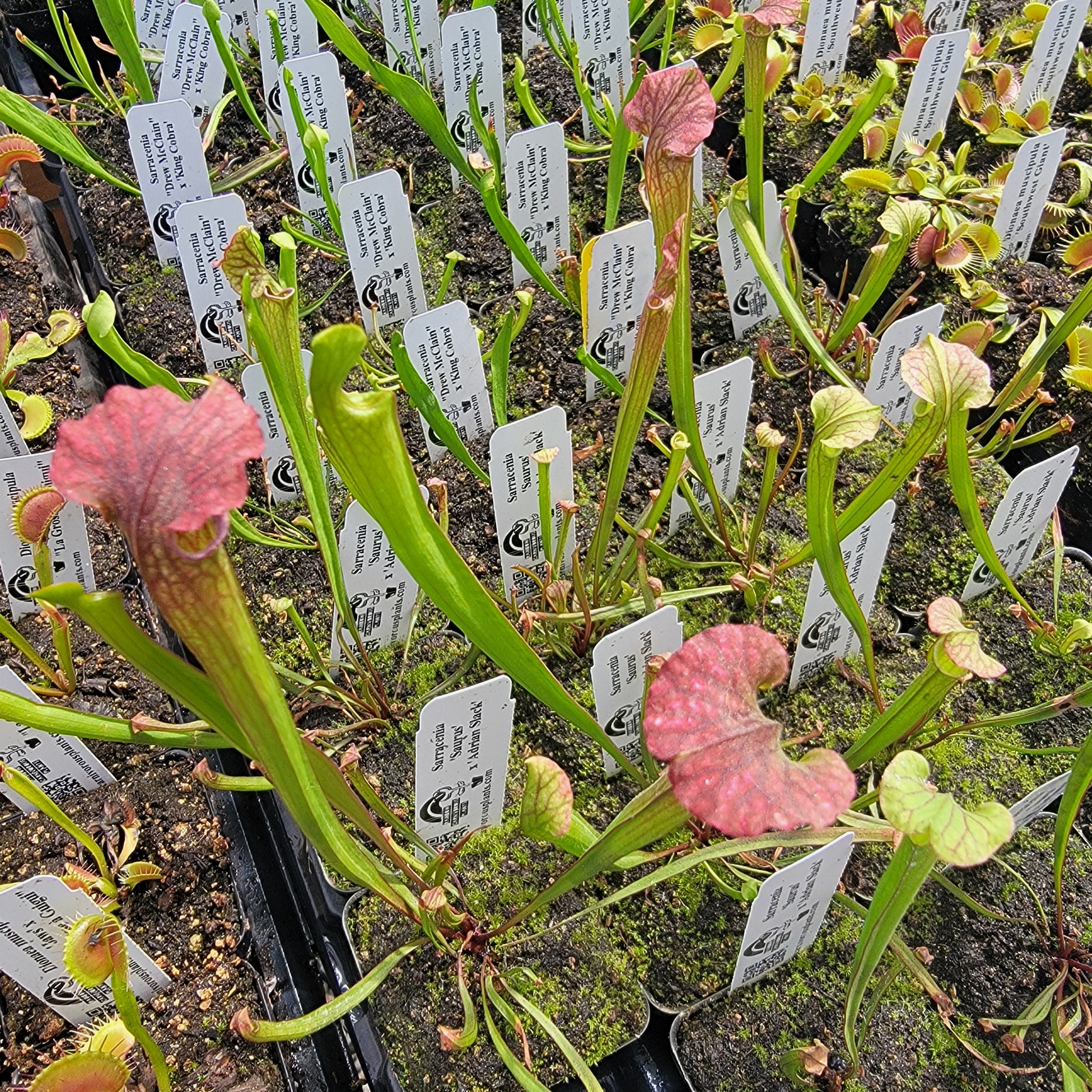 Sarracenia 'Saurus' x 'Adrian Slack' | | Rainbow Carnivorous