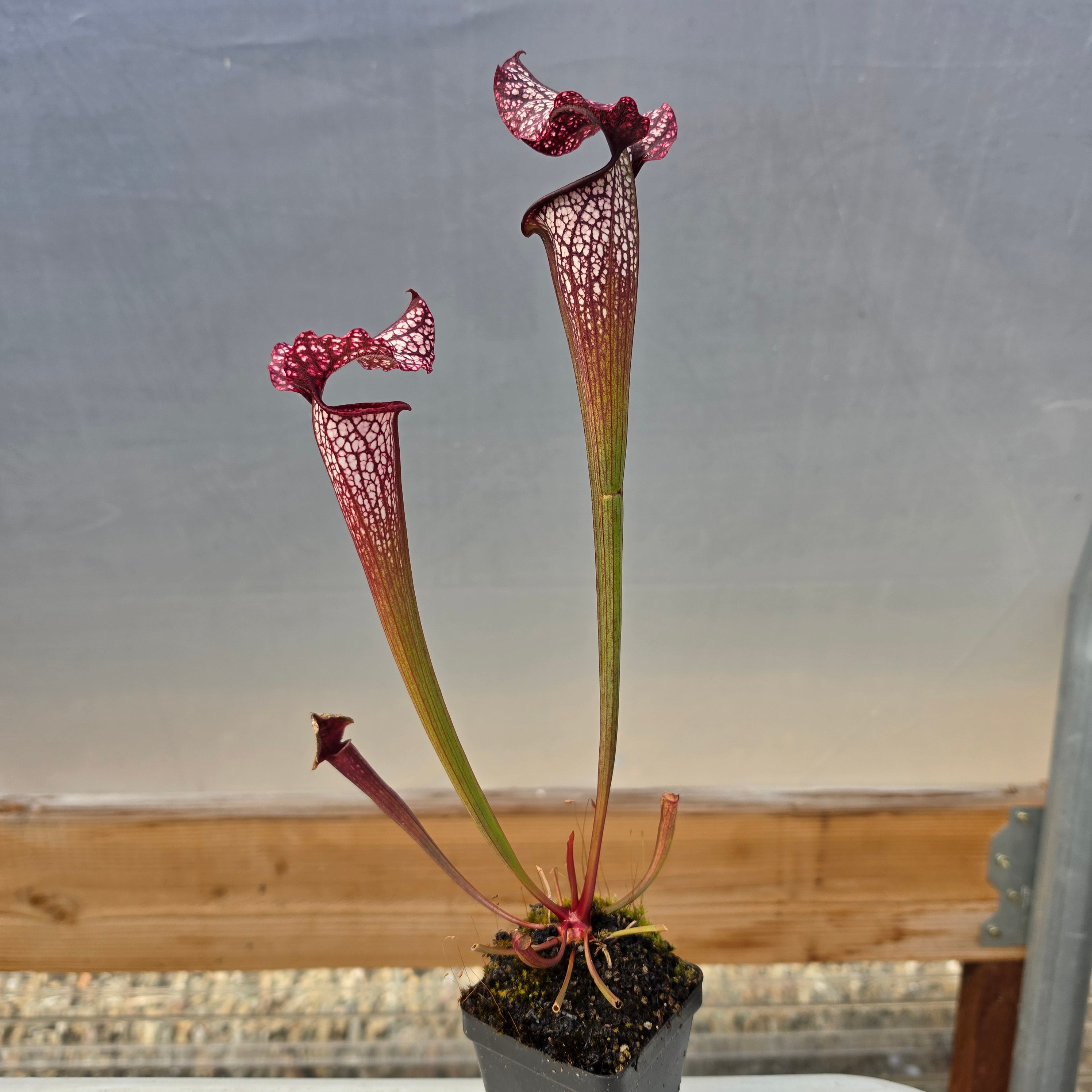 Sarracenia 'Dirty Monkey' x 'Mega Mouth' (Seed Grown) -Sarracenia -Rainbow Carnivorous Plants LLC