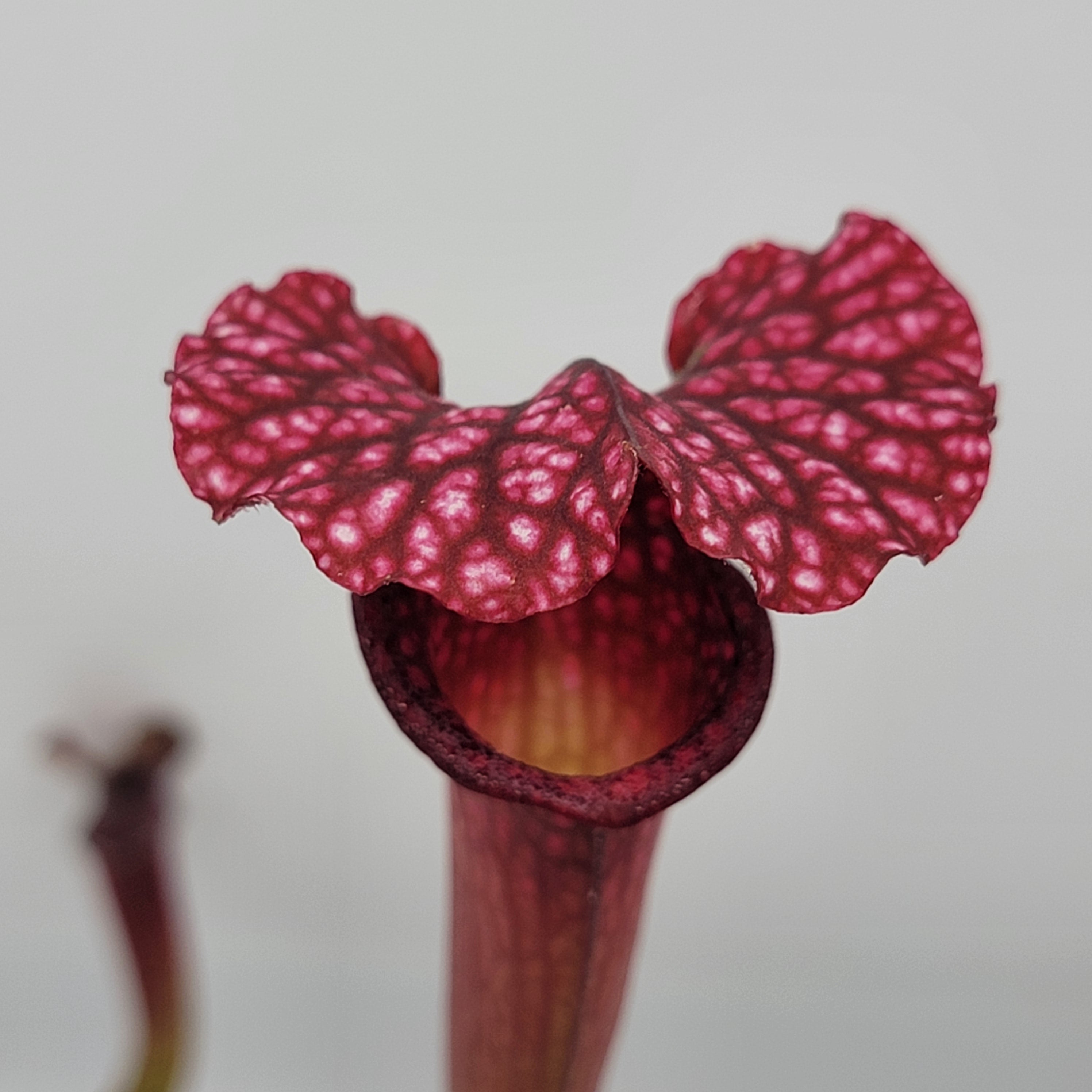 Sarracenia 'Saurus' x 'Adrian Slack'