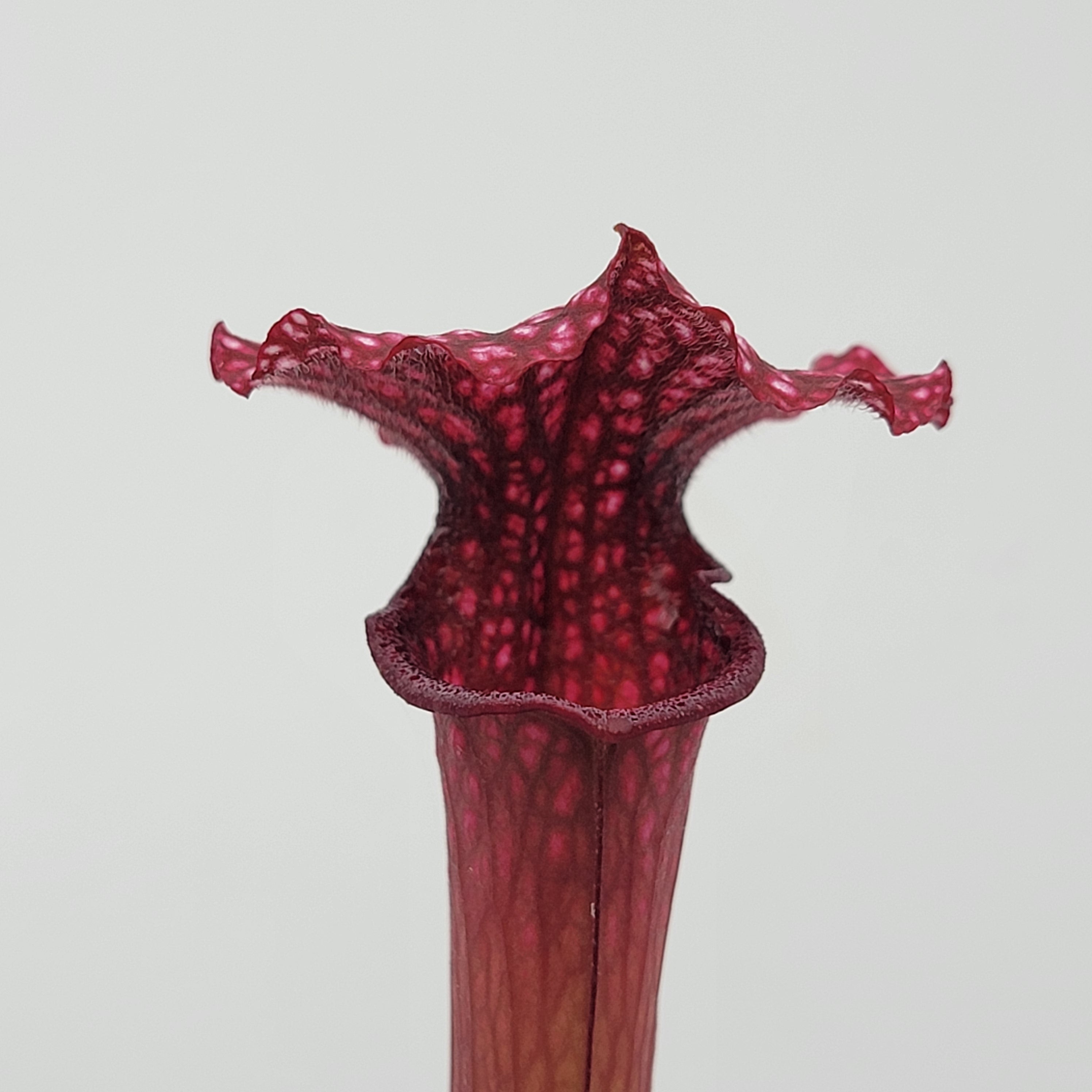 Sarracenia 'Saurus' x 'Adrian Slack'