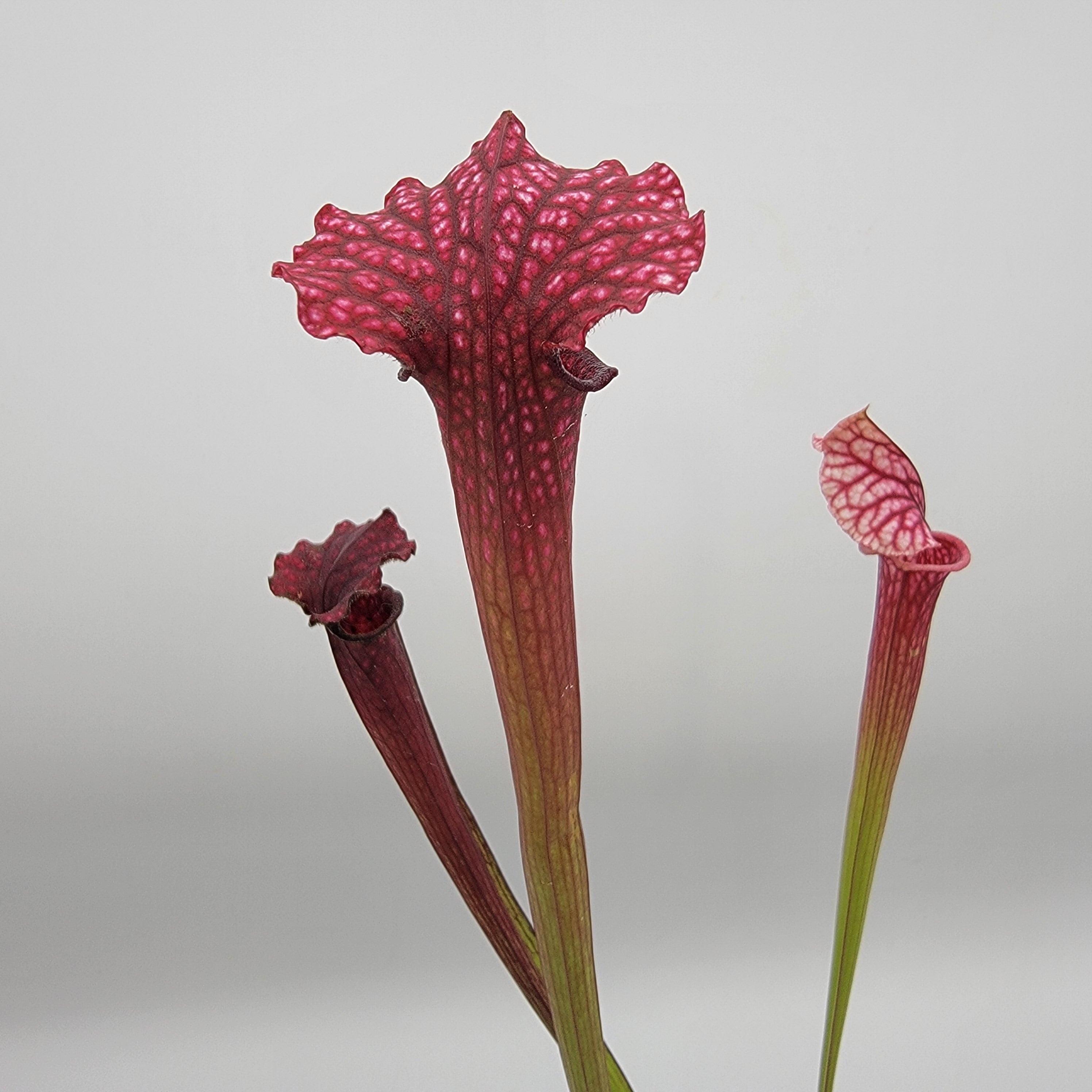 Sarracenia 'Saurus' x 'Adrian Slack'