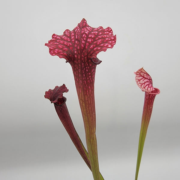 Sarracenia_Saurus_x_Adrian_Sla