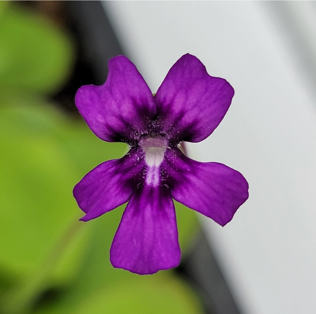 Pinguicula "Lautner 92/52"