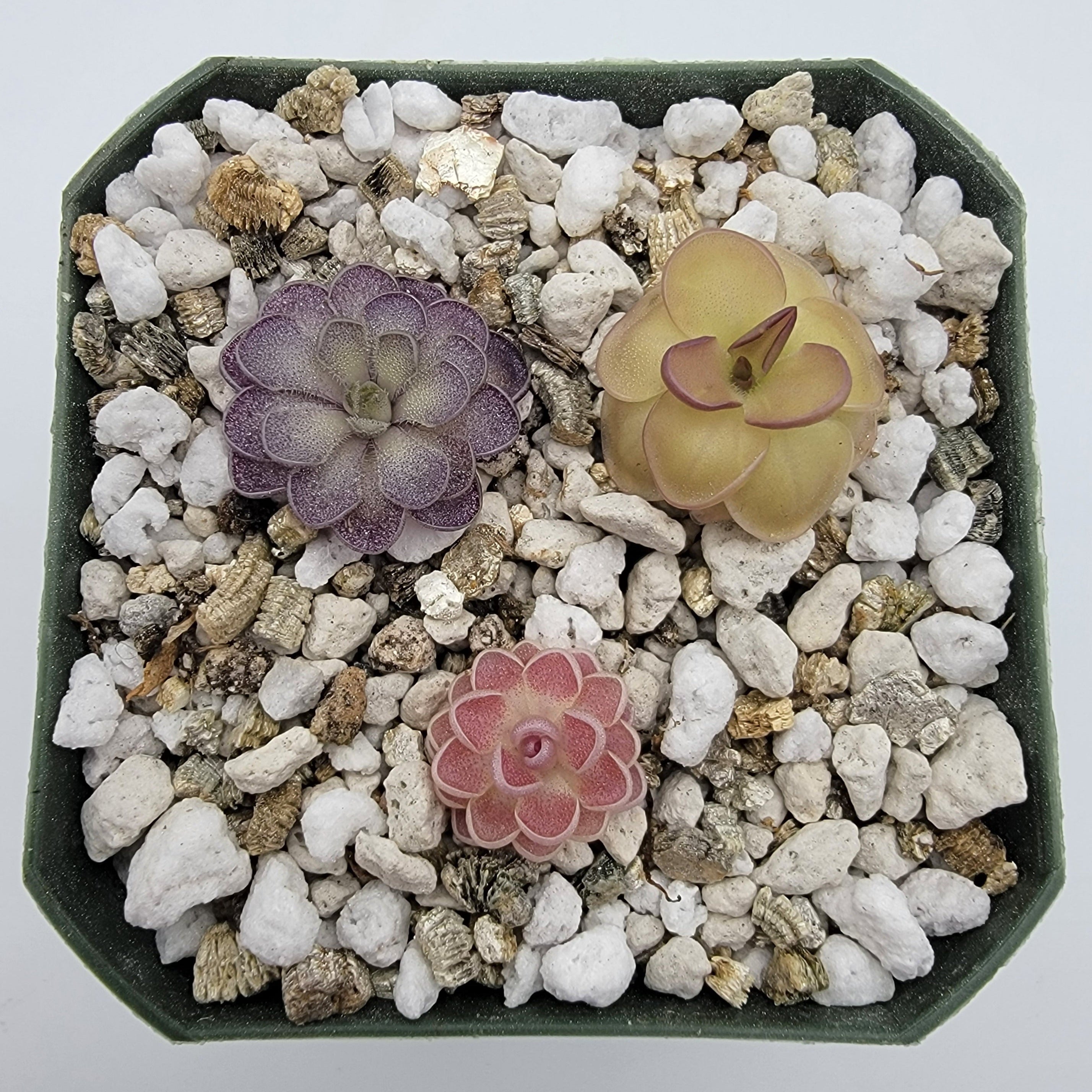 Set of 3 SMALL Pinguicula (Bundle #4) - Rainbow Carnivorous Plants LLC