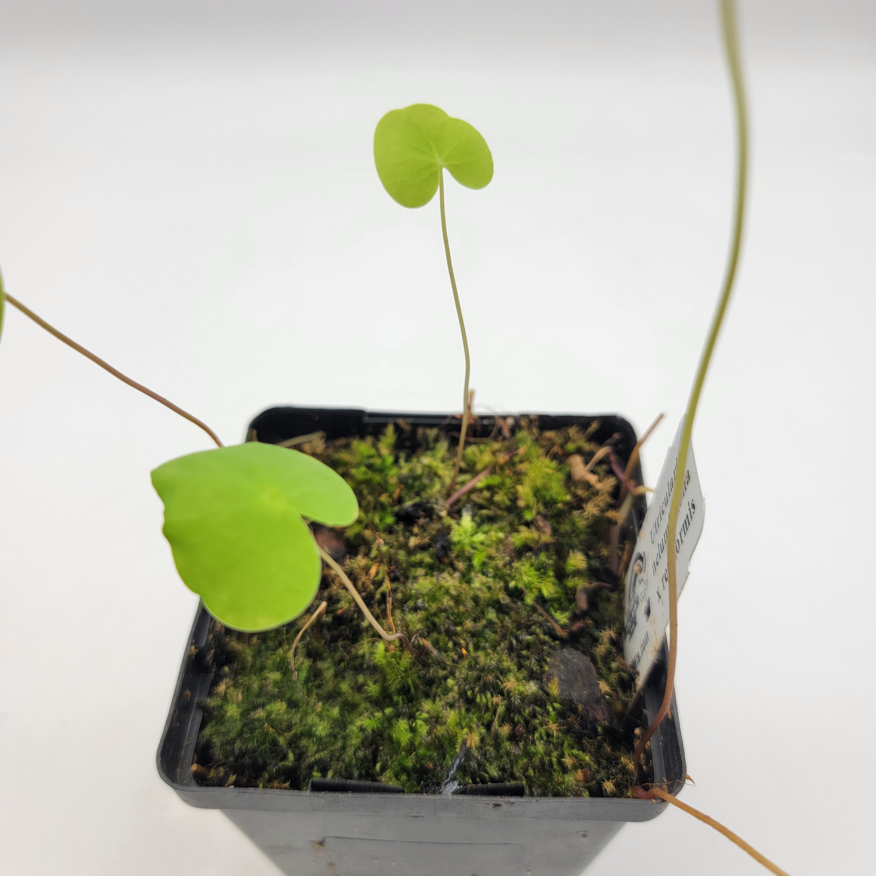 Utricularia nelumbifolia x reniformis