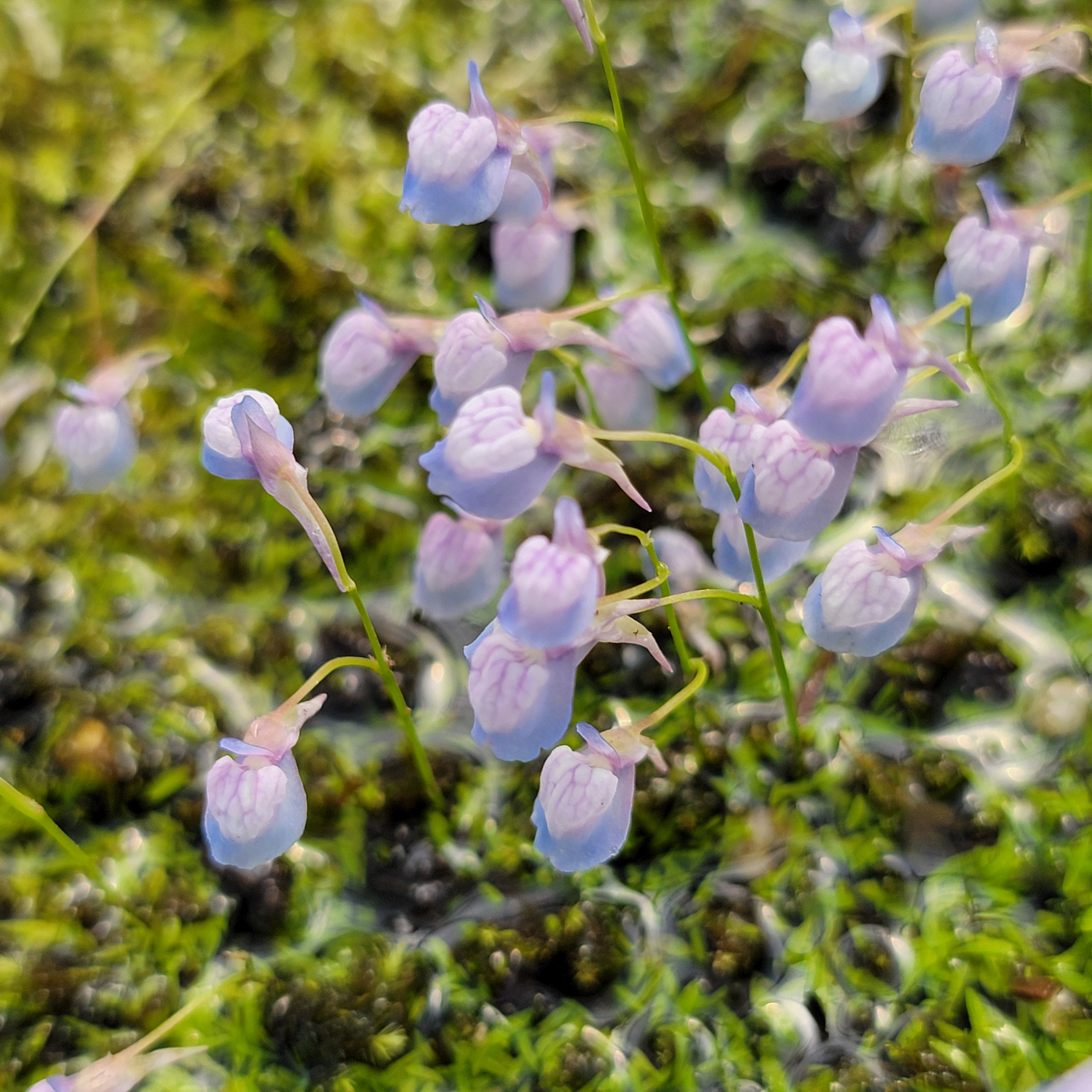 Utricularia graminifolia