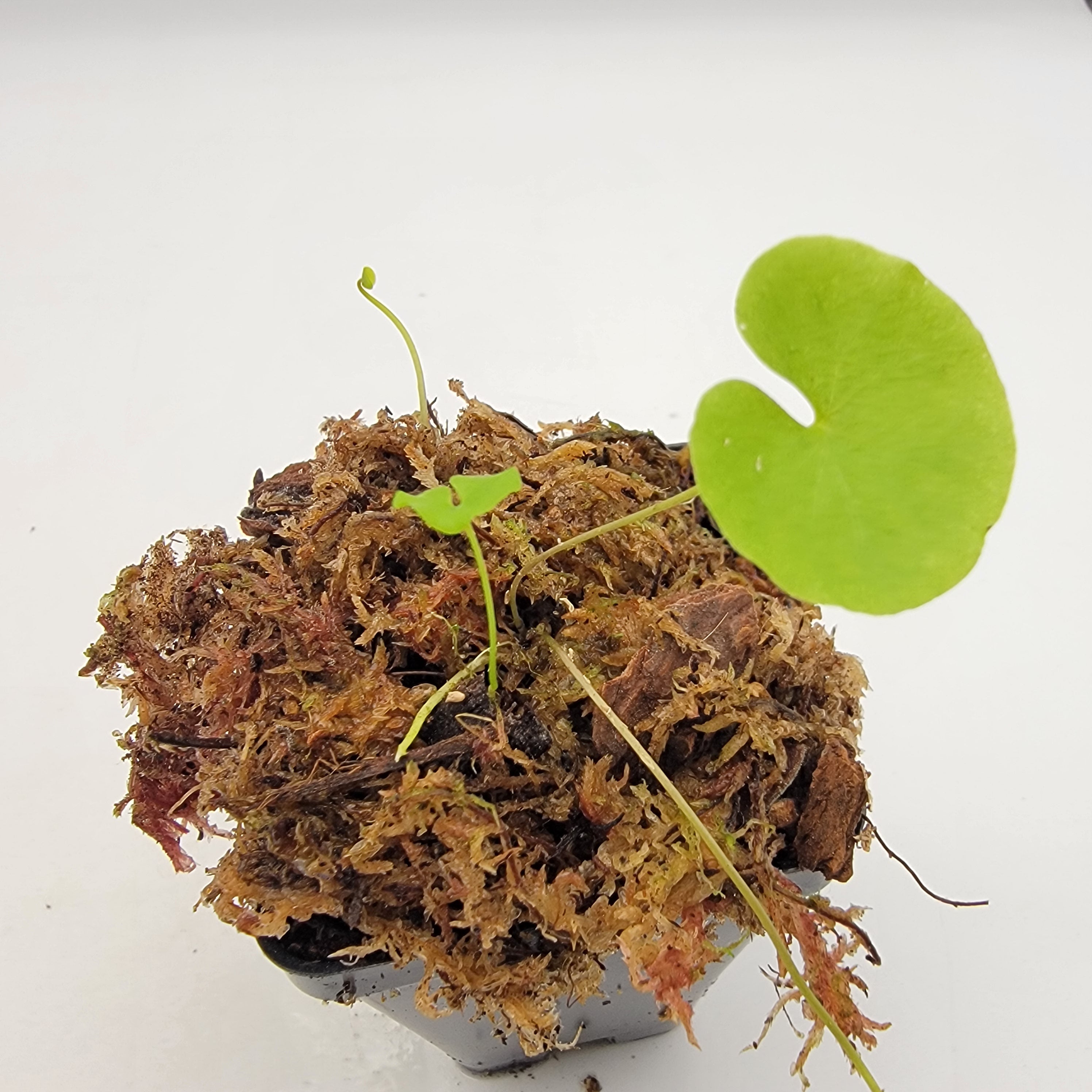 Utricularia nelumbifolia