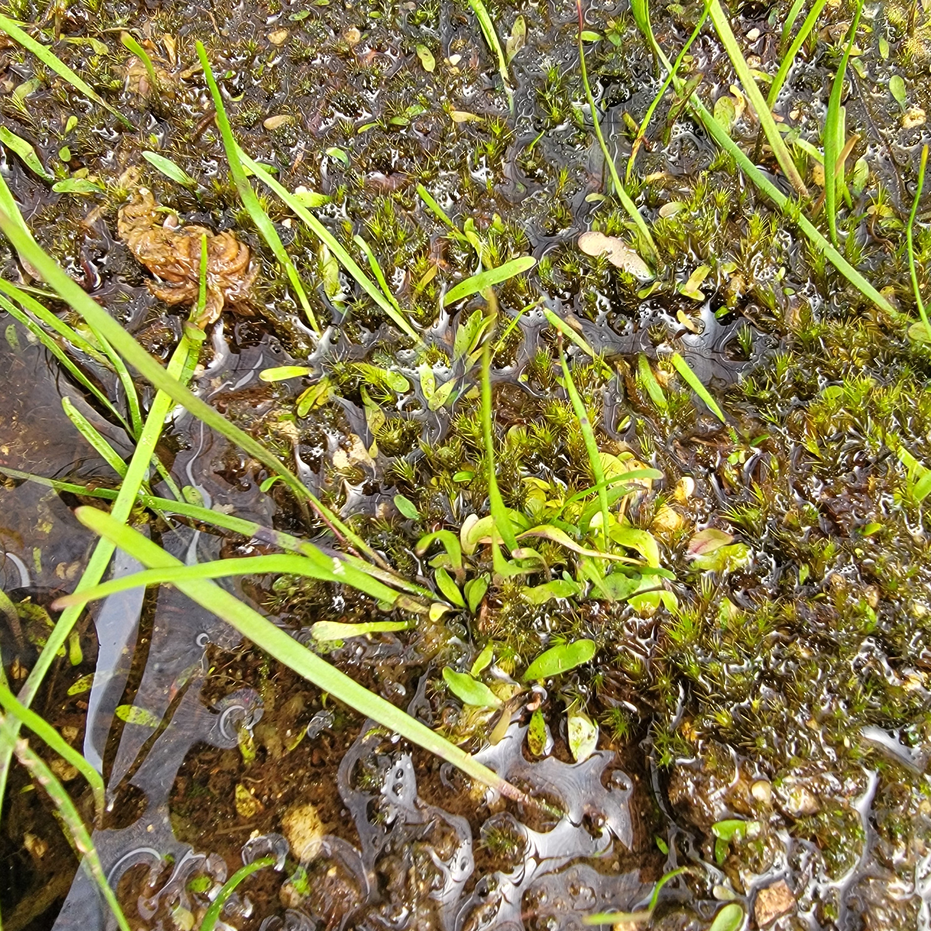Utricularia praelonga