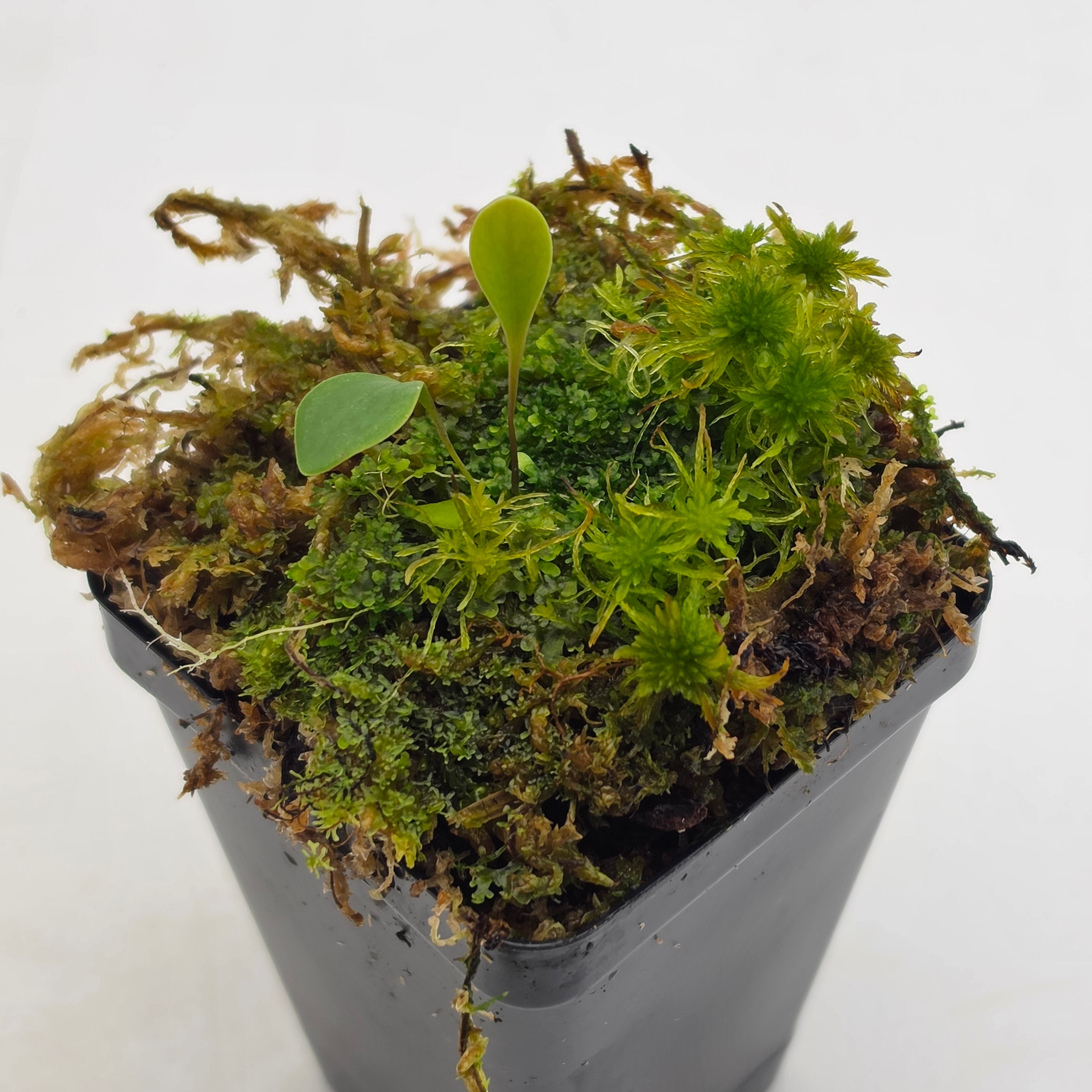 Utricularia quelchii - -Rainbow Carnivorous Plants LLC