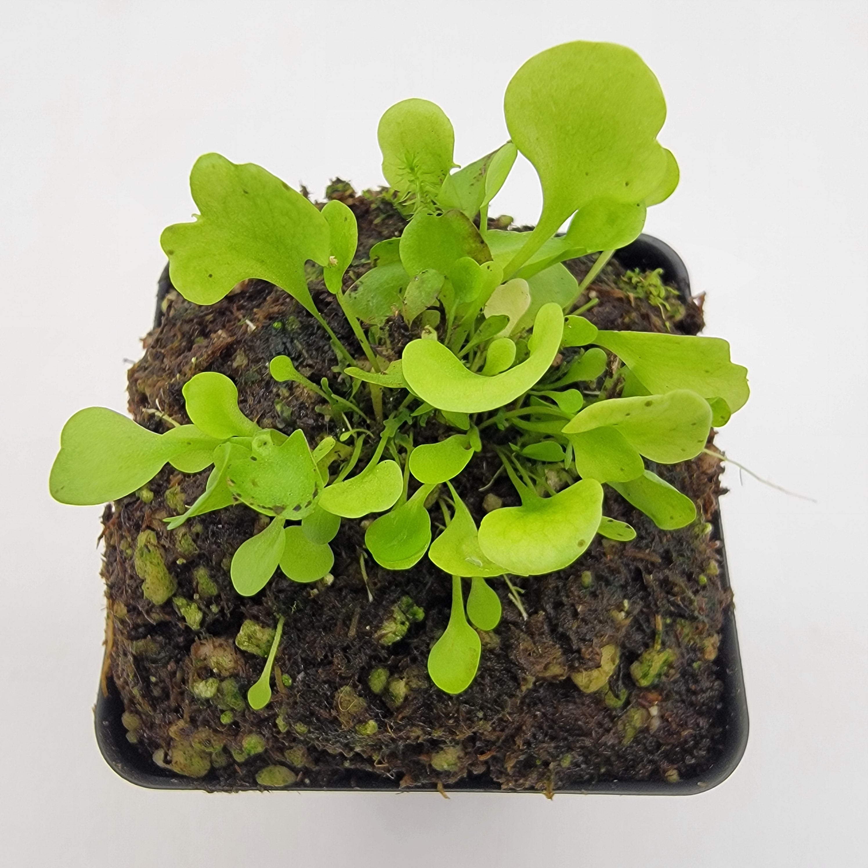 Utricularia tricolor