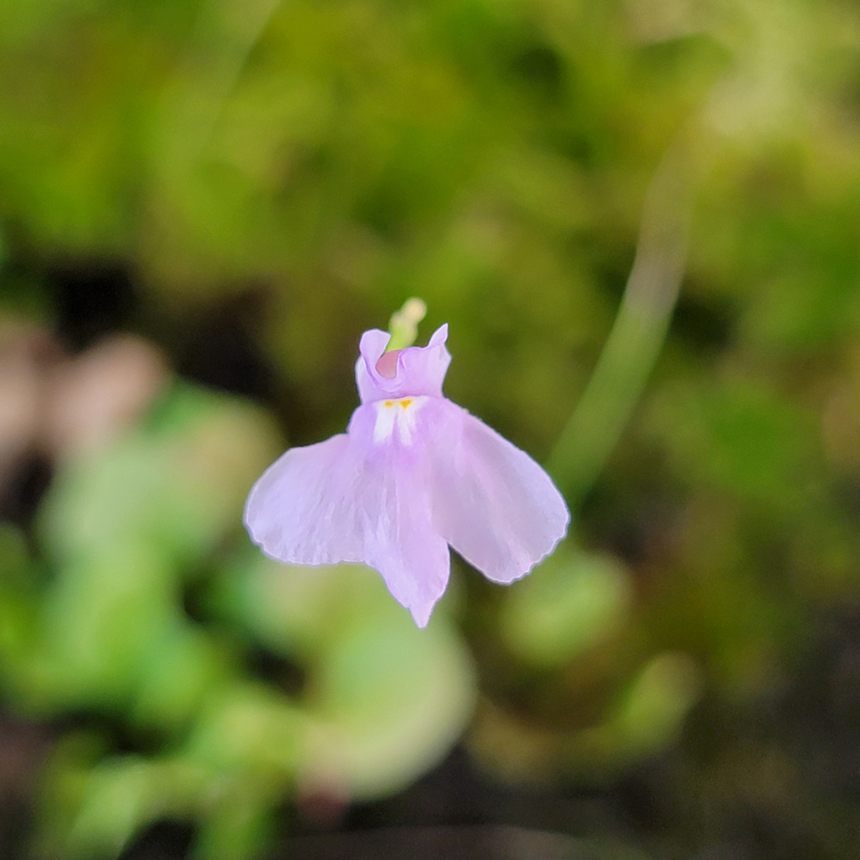 Utricularia tricolor