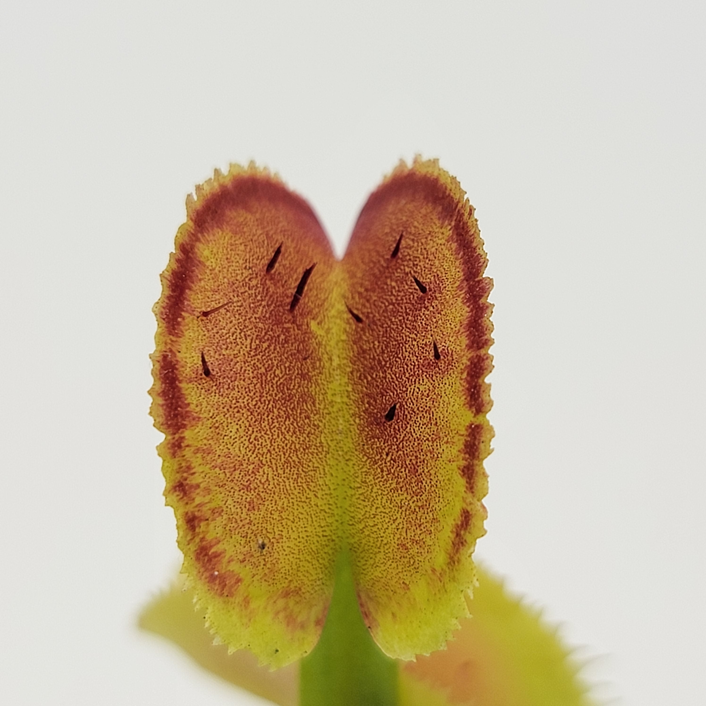 Venus flytrap (Dionaea muscipula) 