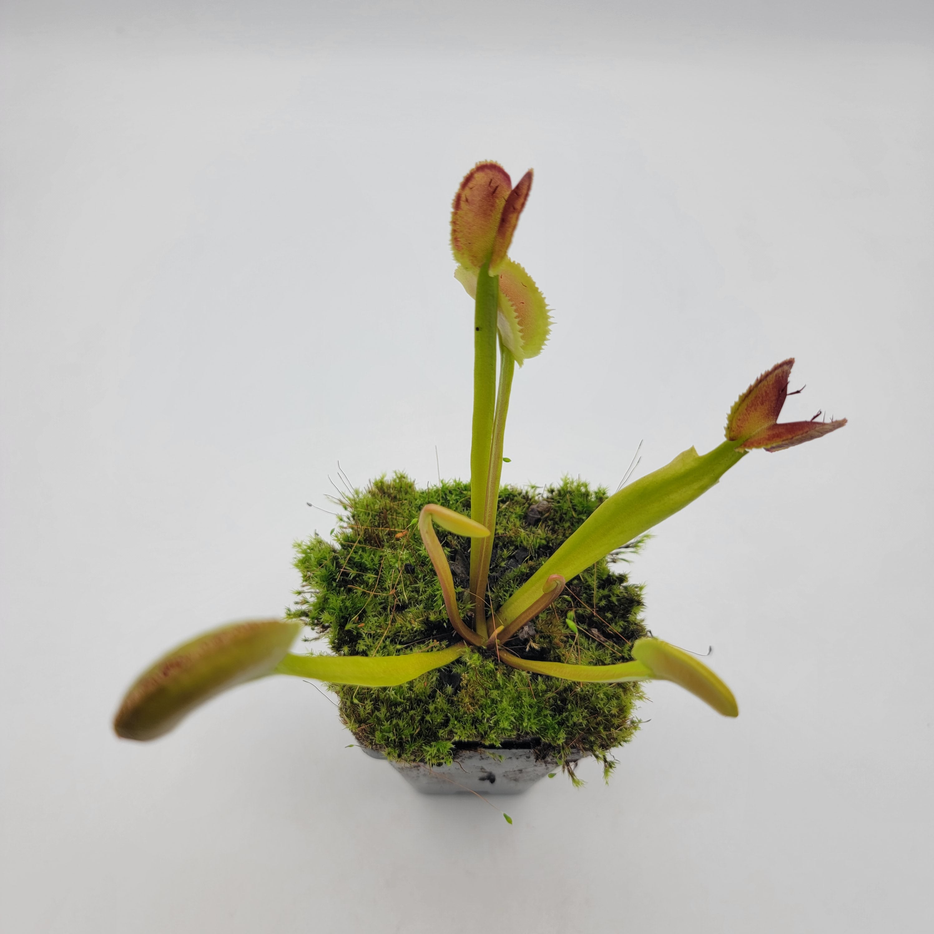 Venus flytrap (Dionaea muscipula) 