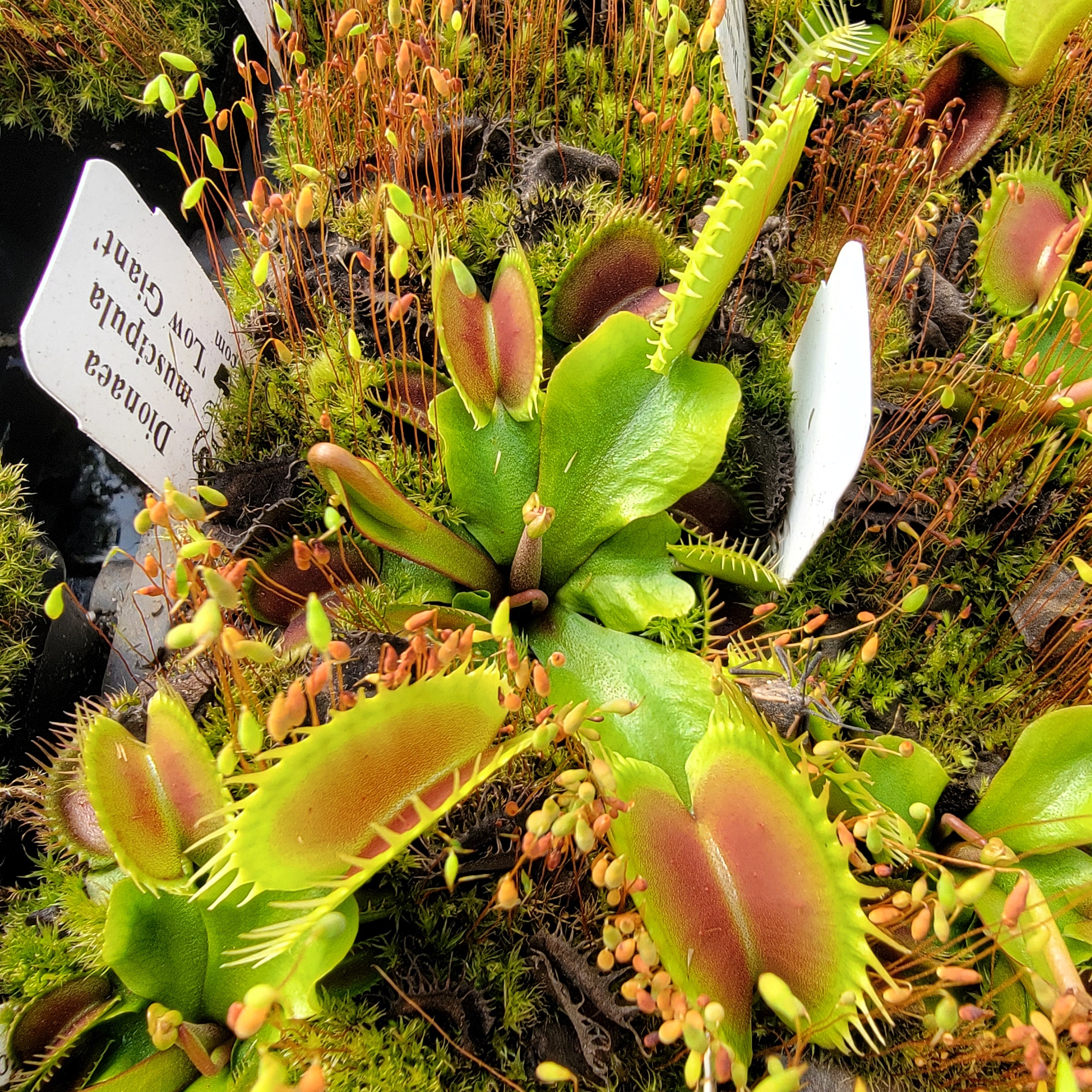 Venus flytrap (Dionaea muscipula) 'Low Giant' -Venus flytrap -Rainbow Carnivorous Plants LLC