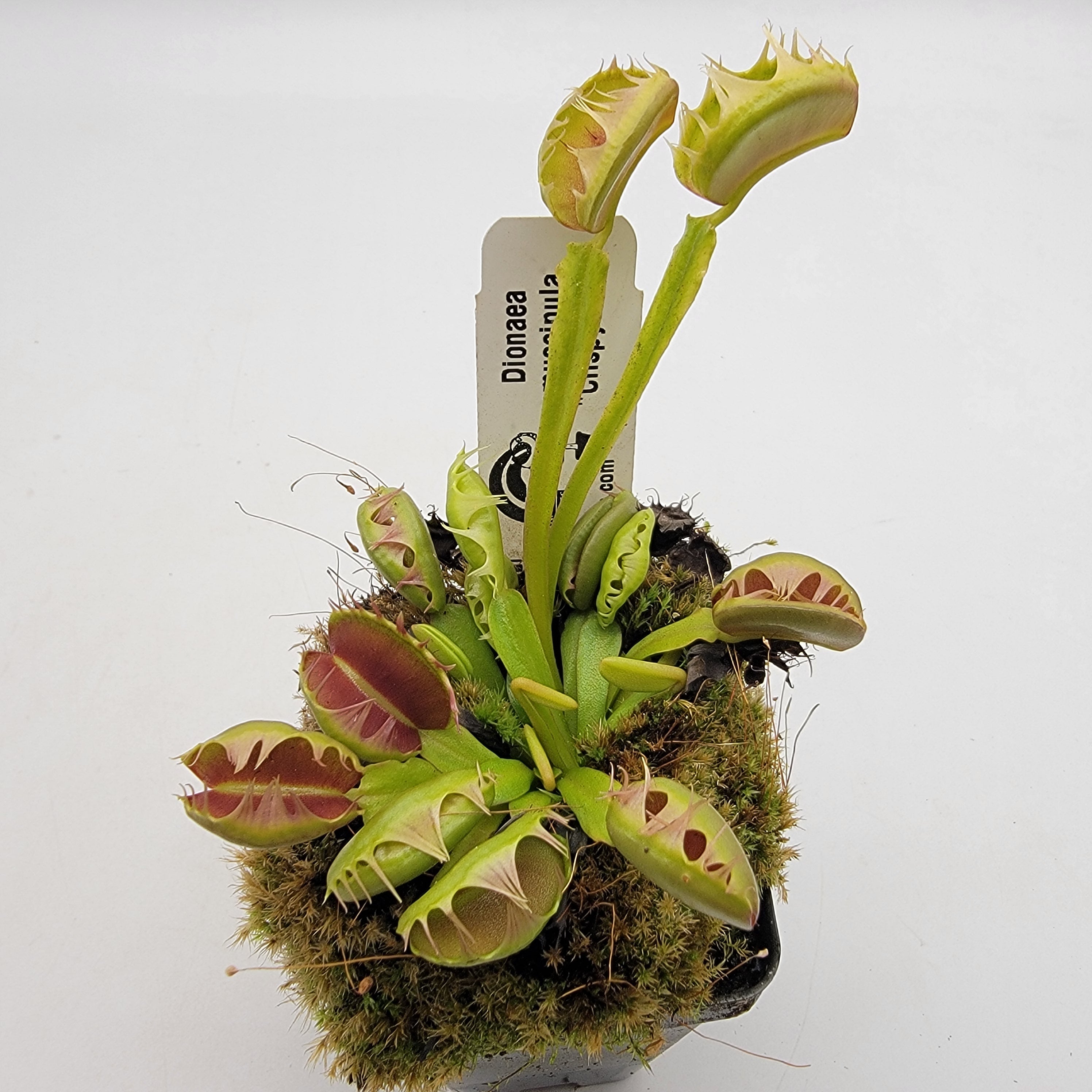 Venus flytrap (Dionaea muscipula) For Sale | Carnivorous Plants |